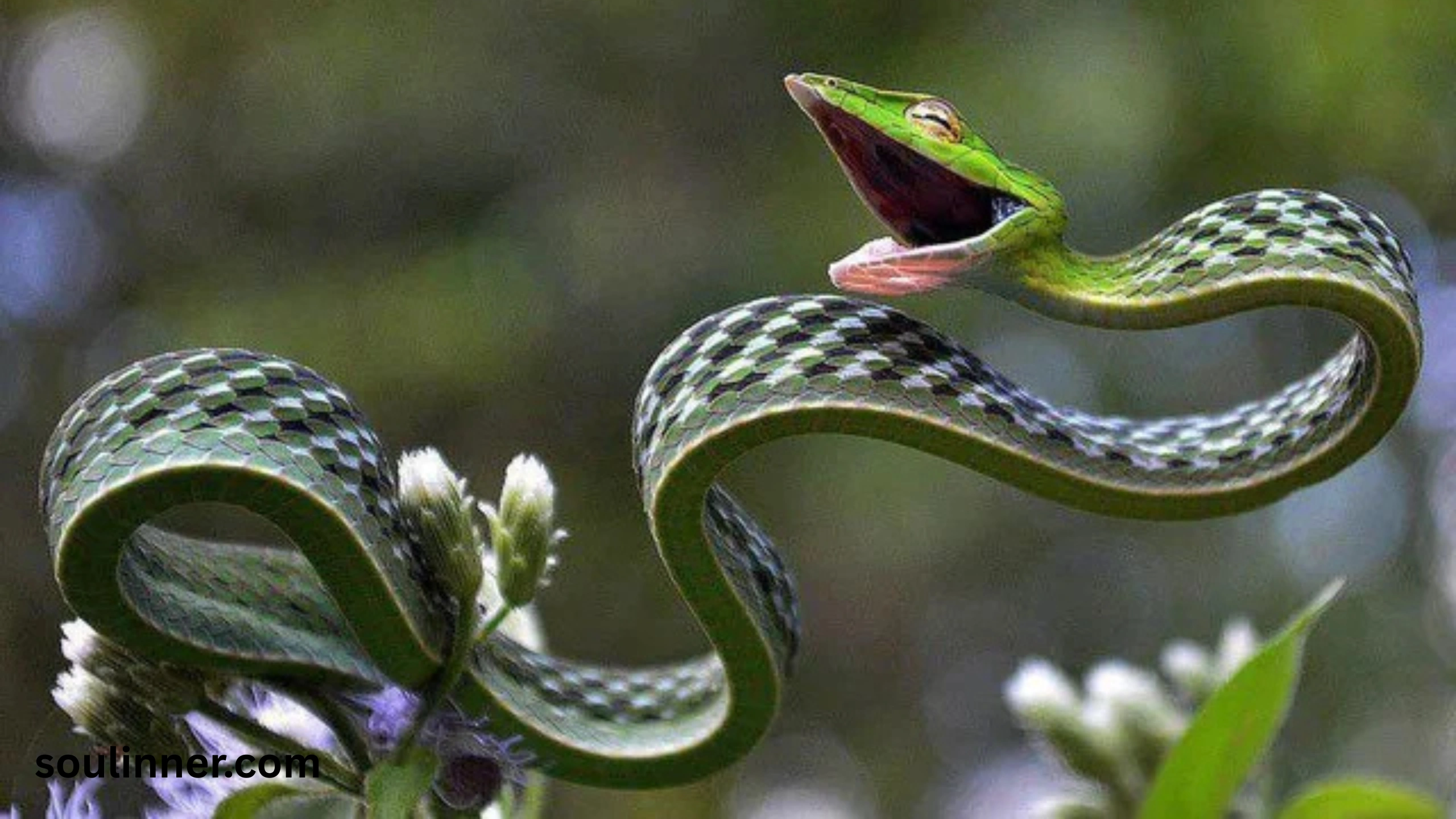 snake symbolism