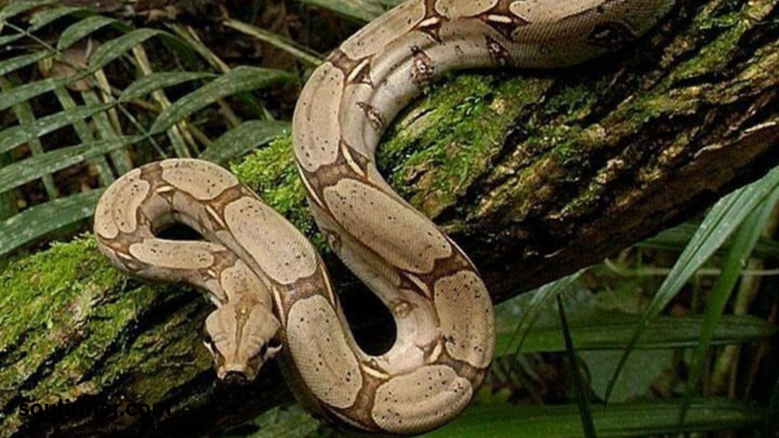 snake symbolism