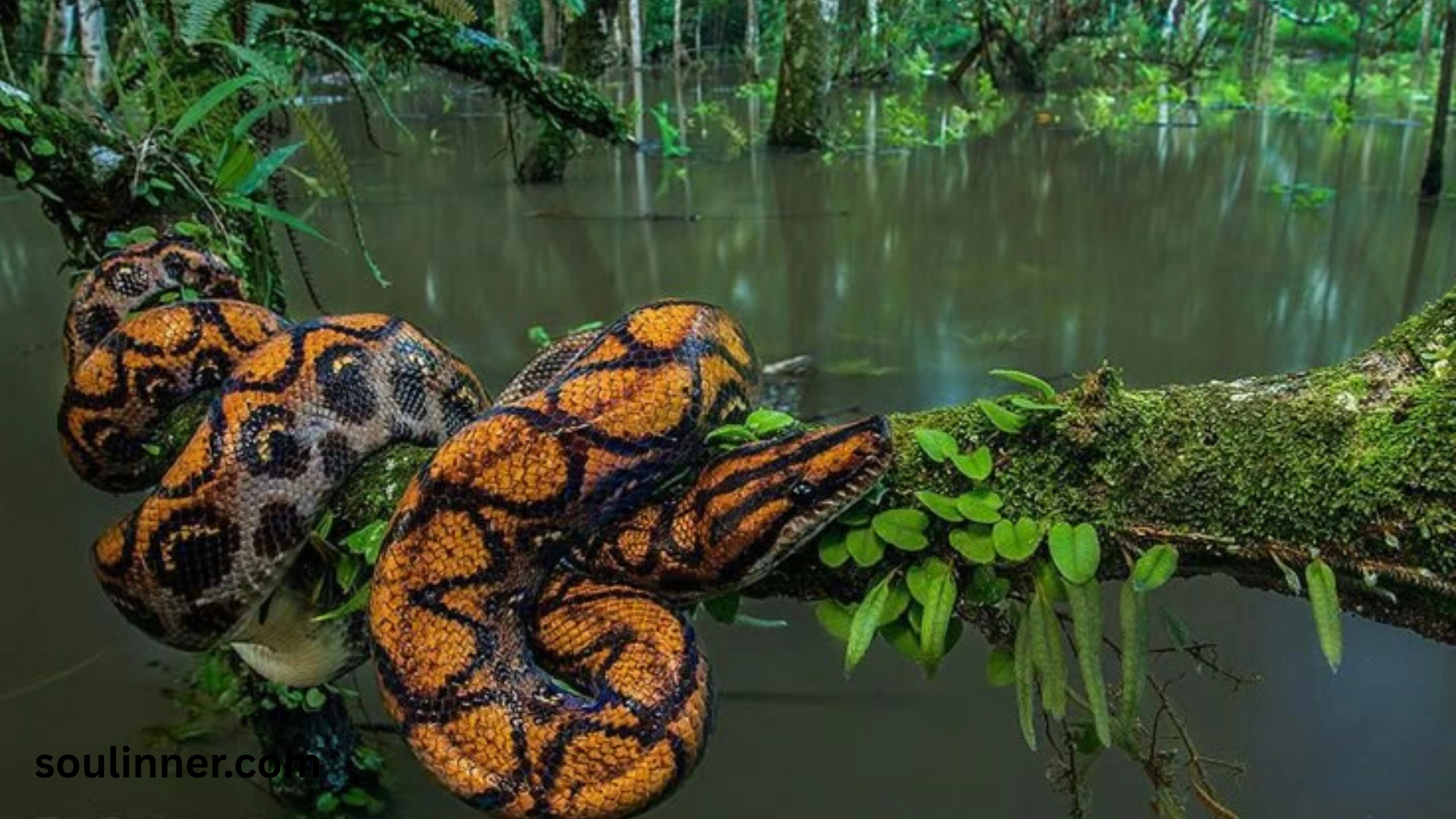 snake symbolism
