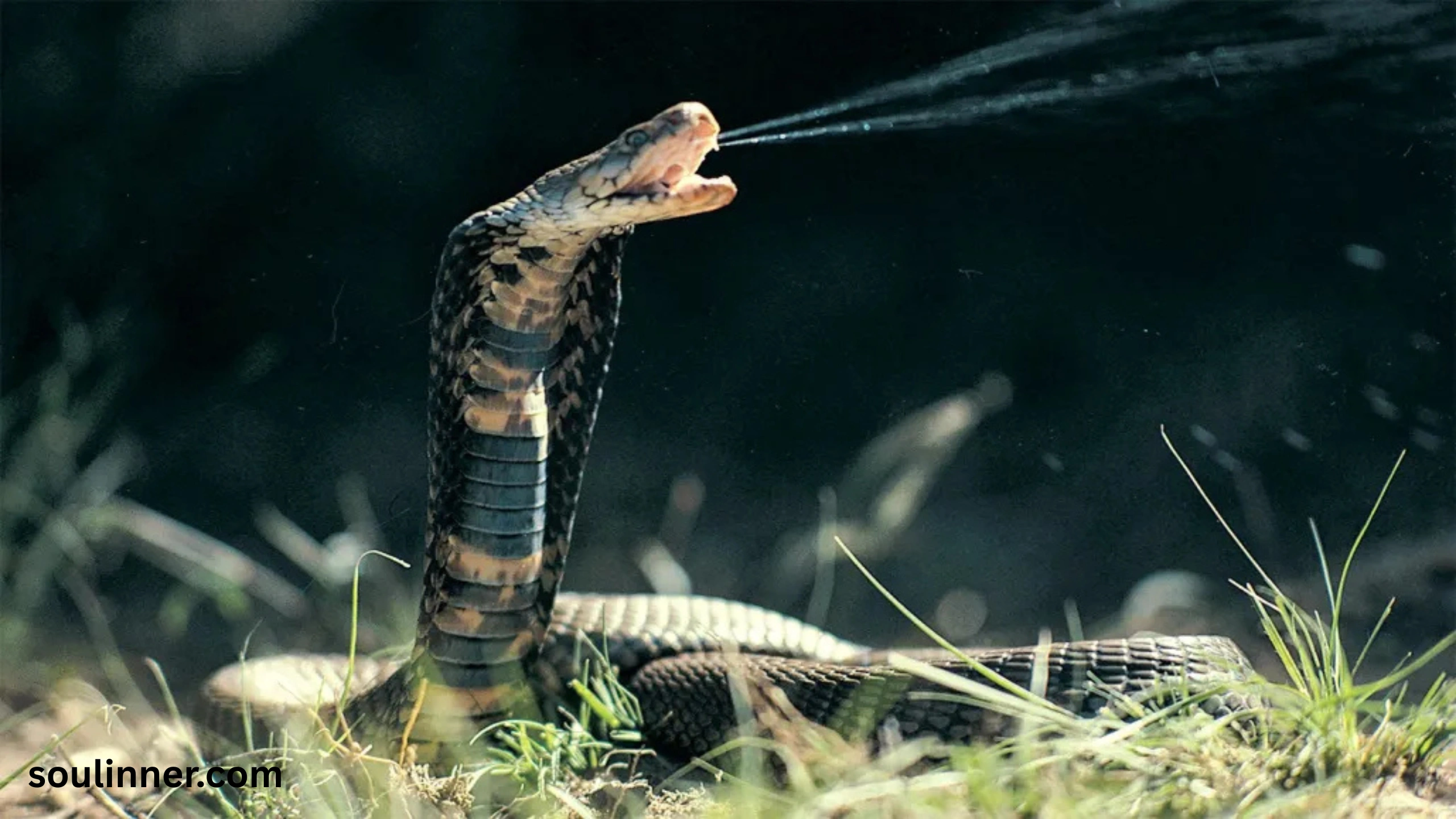 snake symbolism