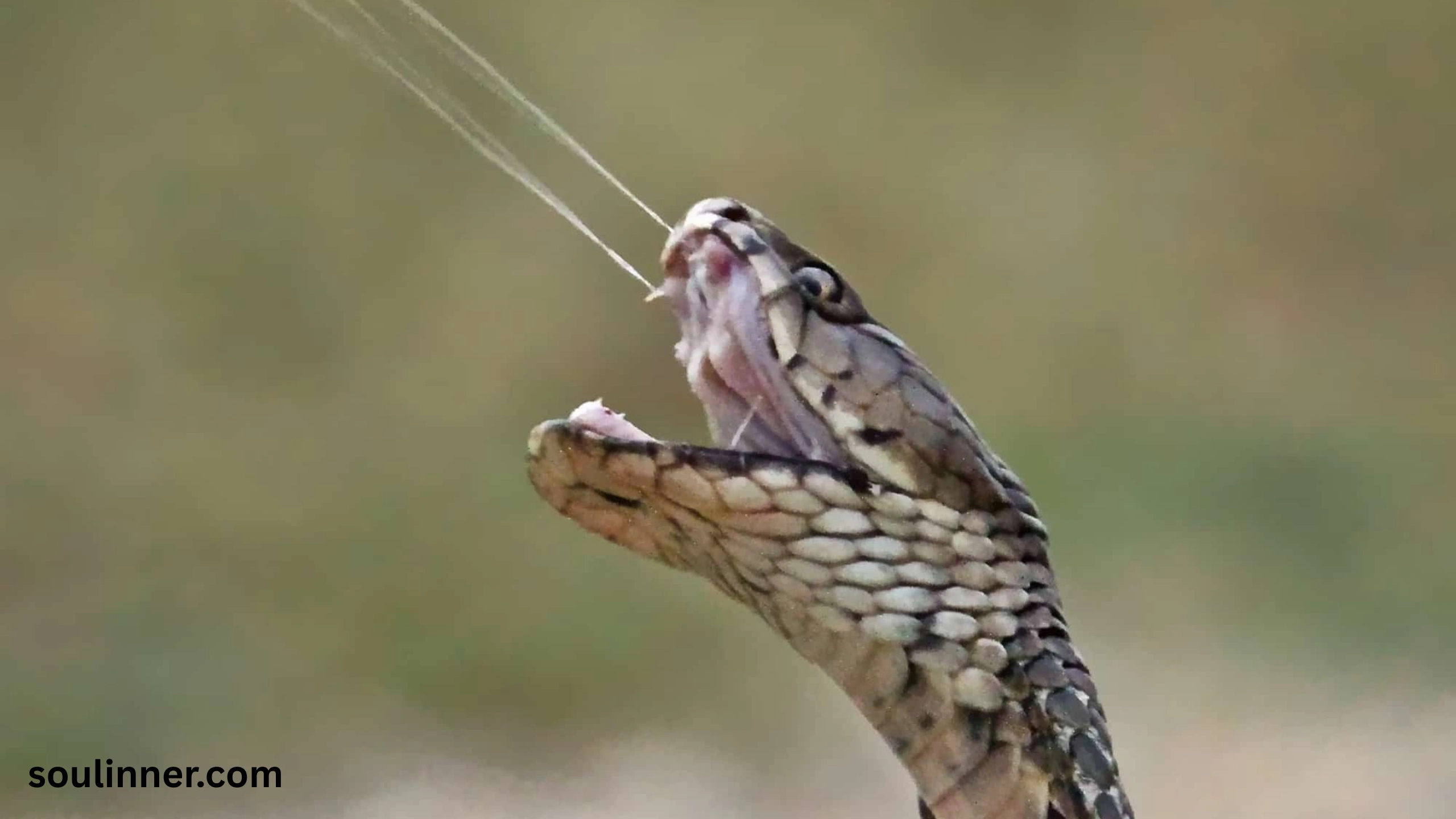 snake symbolism