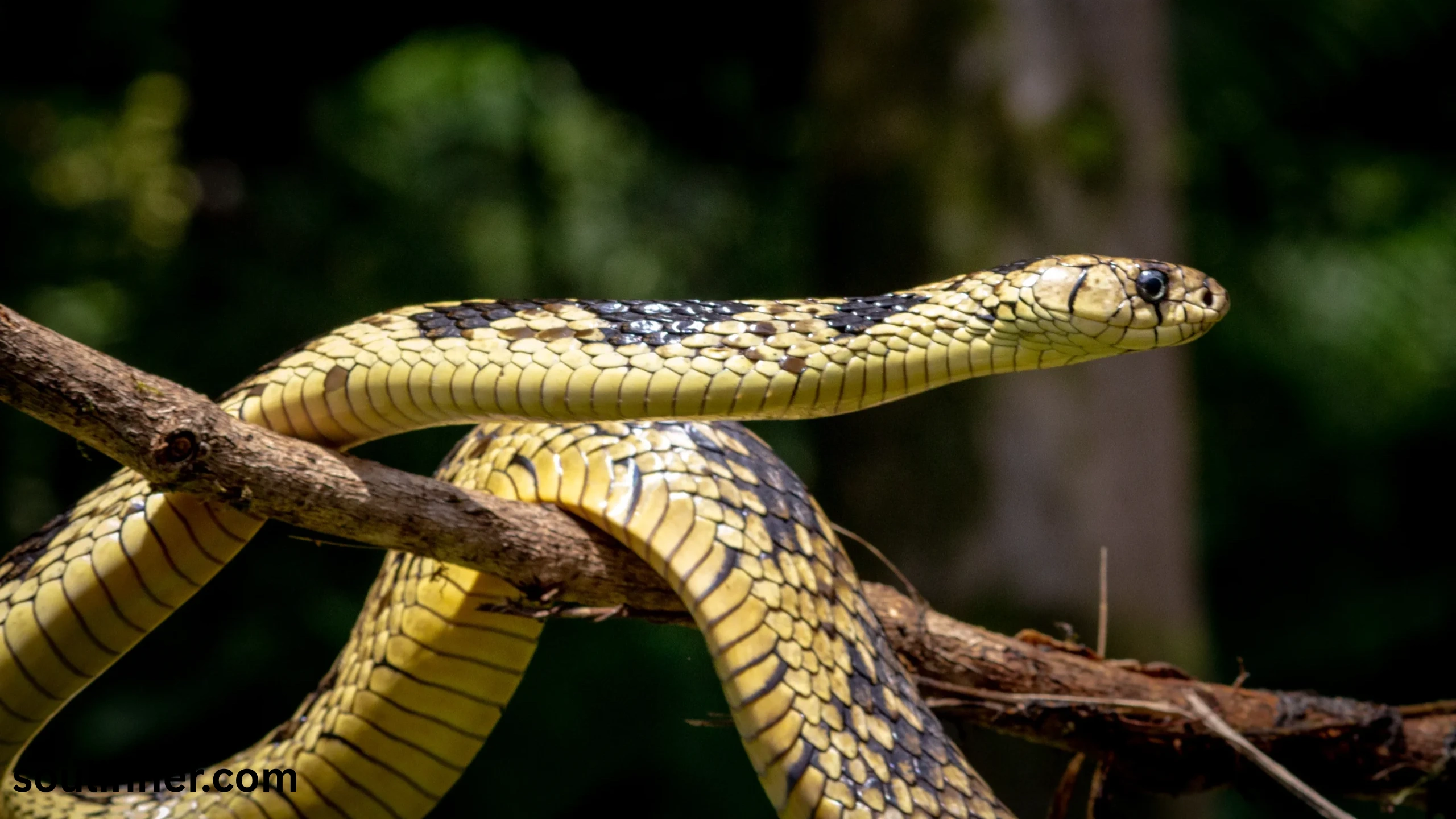 snake symbolism