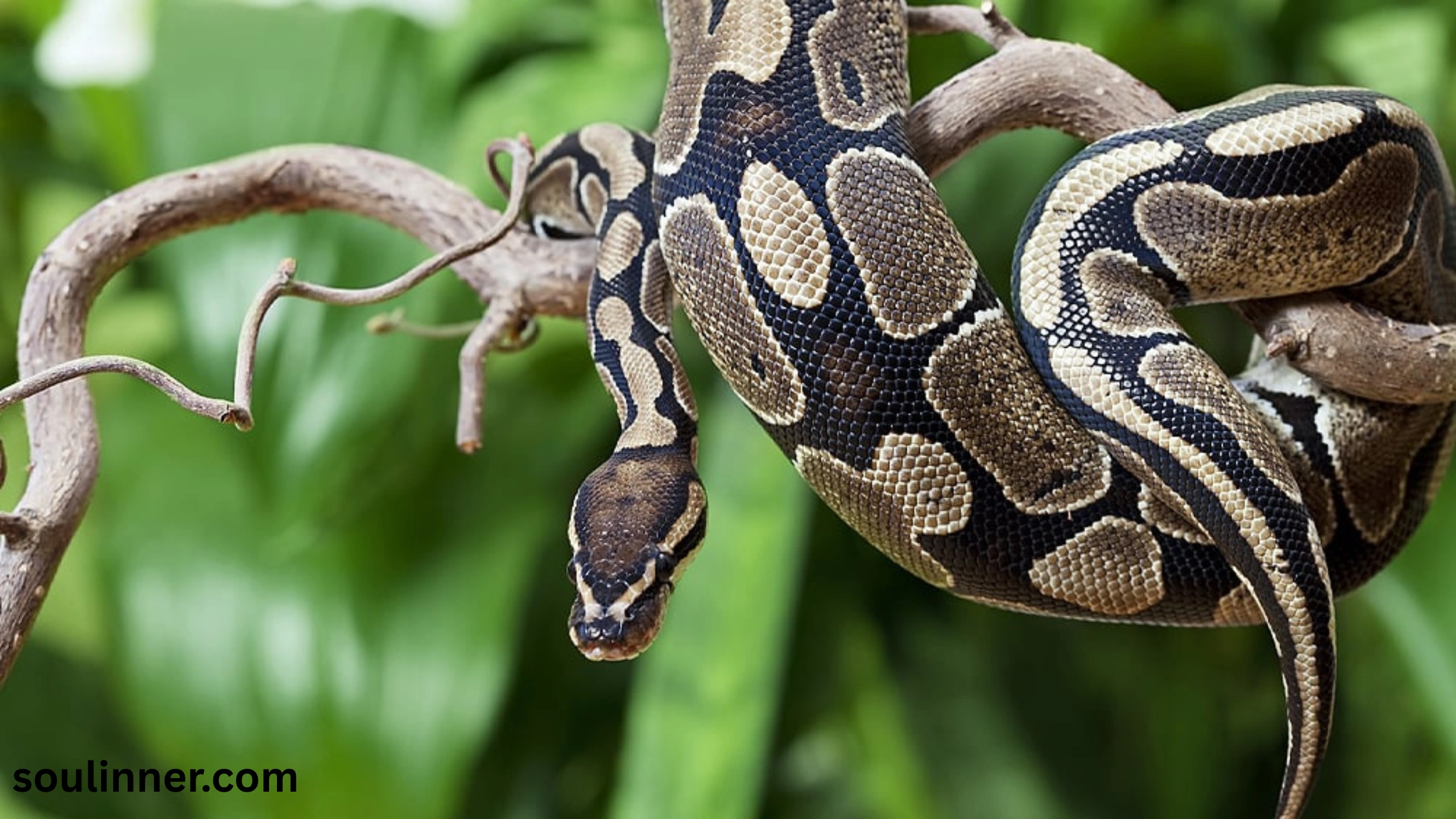 snake symbolism
