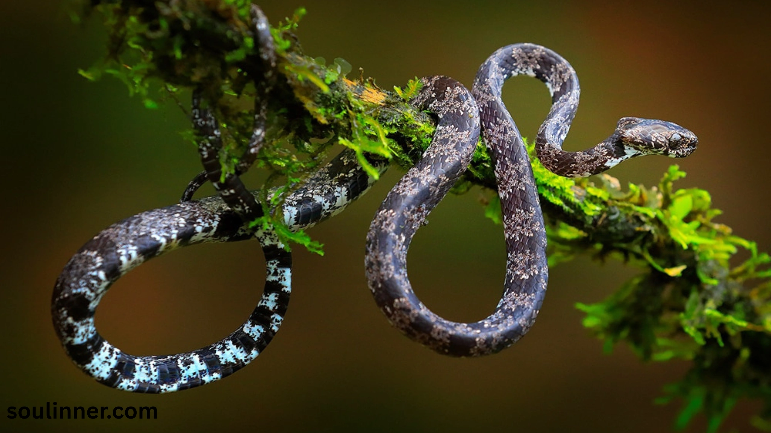 snake symbolism