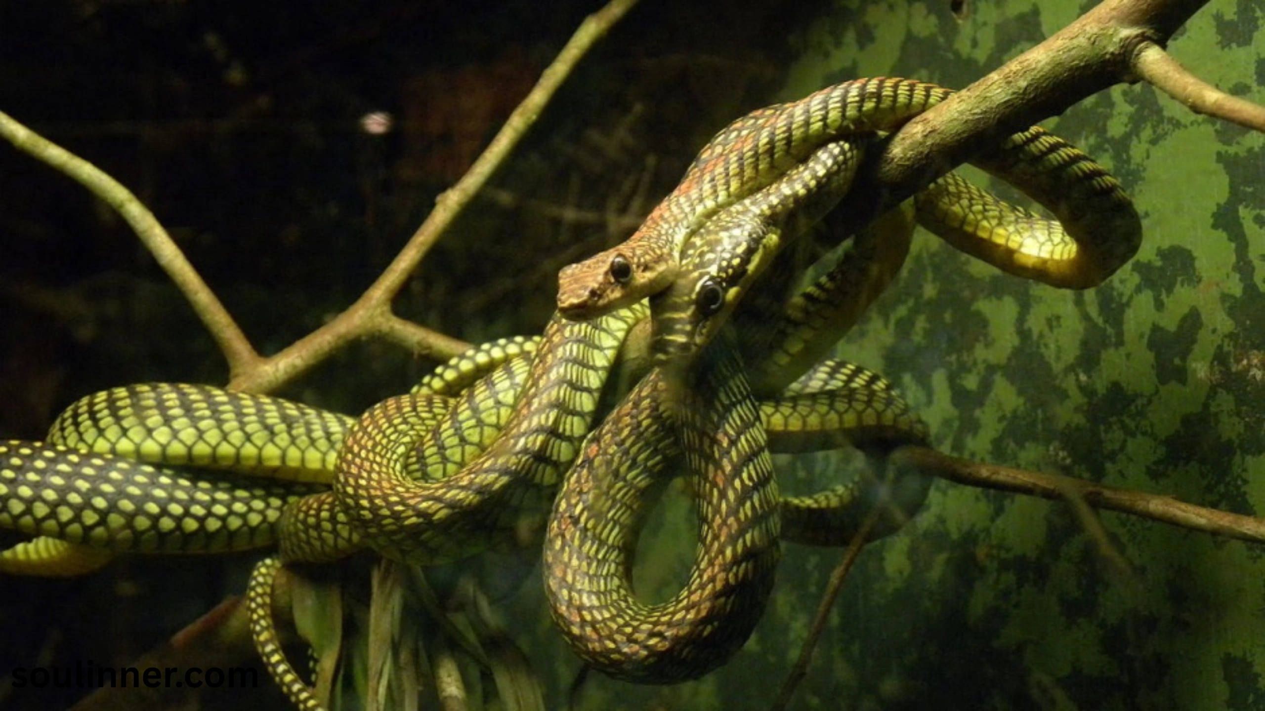 snake symbolism
