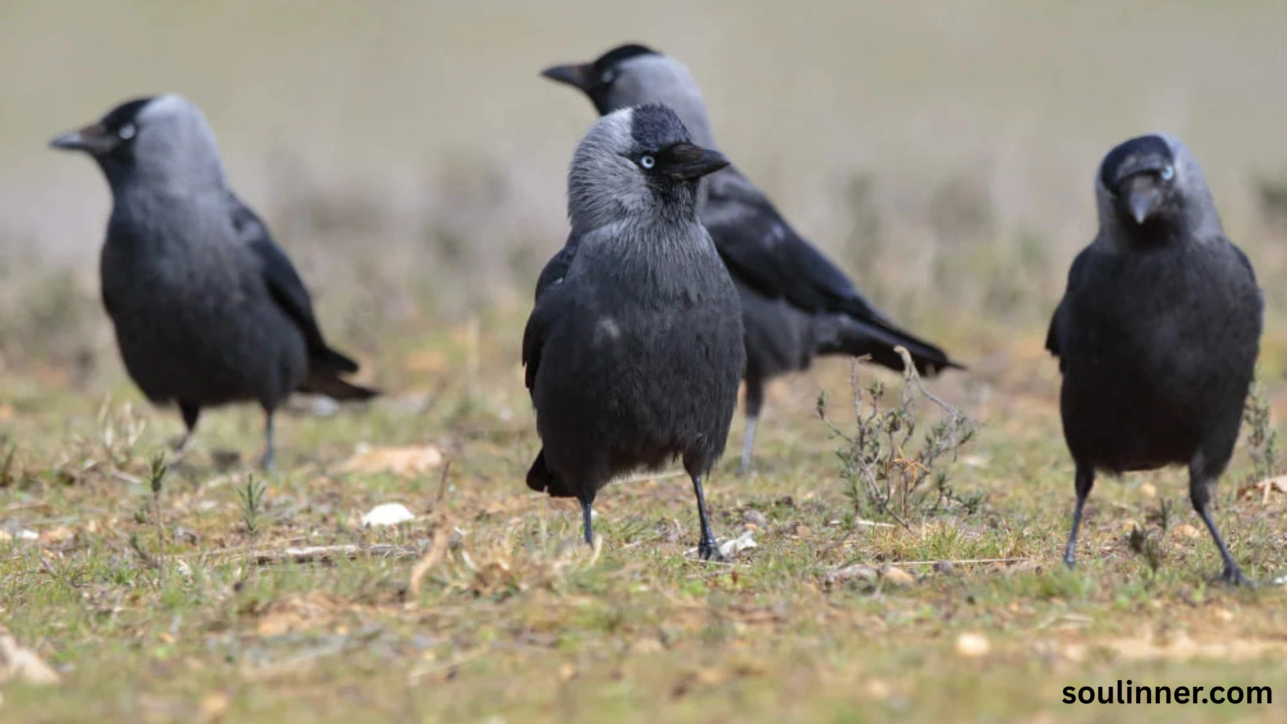 spiritual meaning of 4 crows