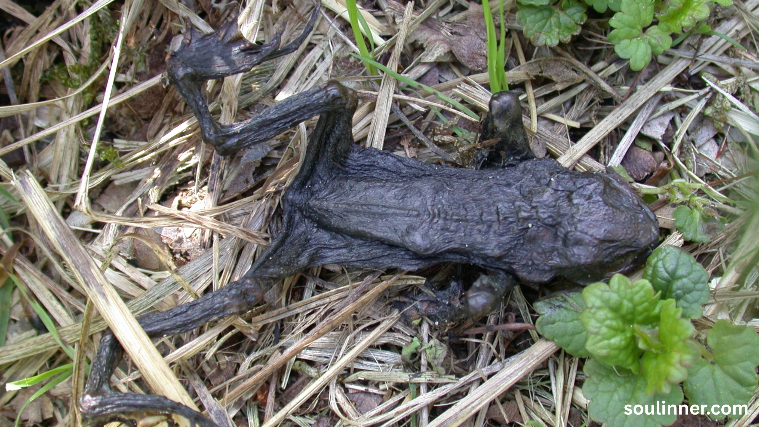 spiritual meaning of a dead frog