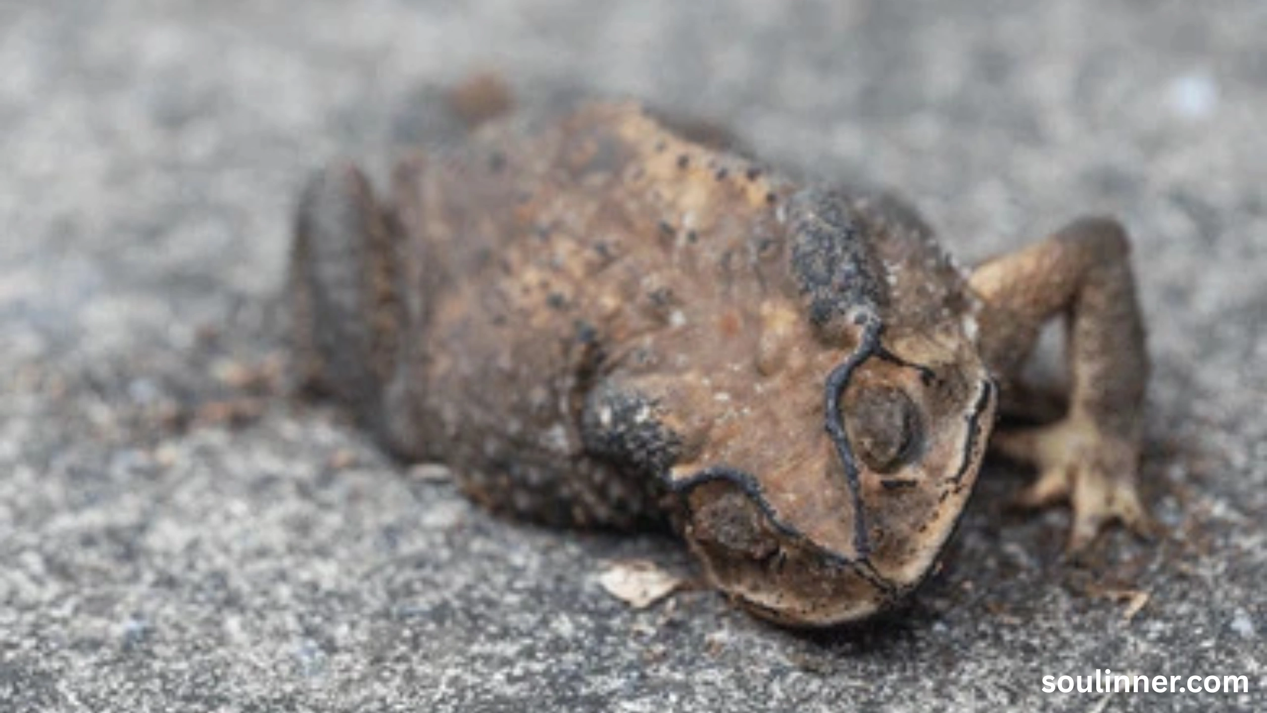 spiritual meaning of a dead frog
