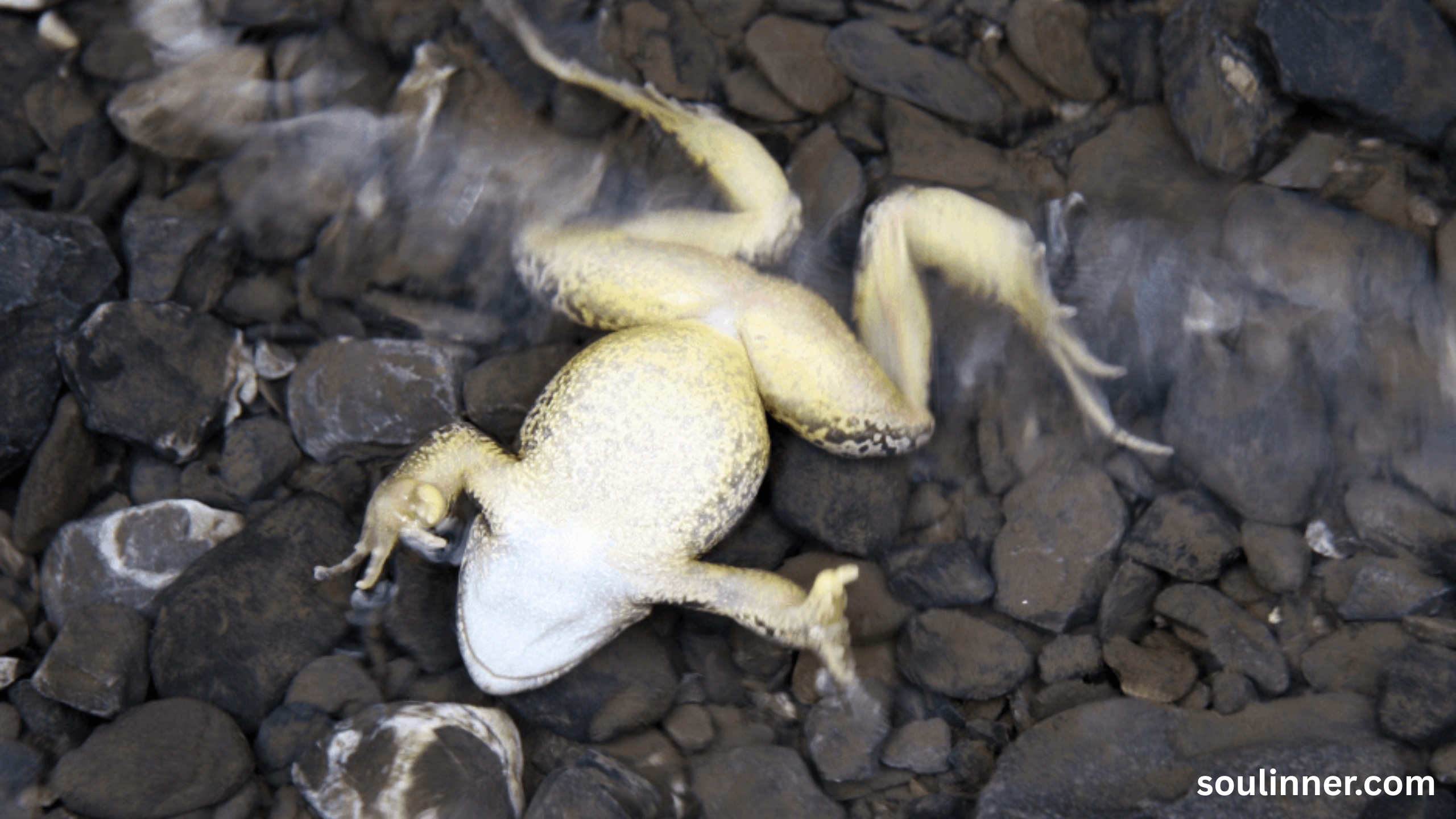 spiritual meaning of a dead frog