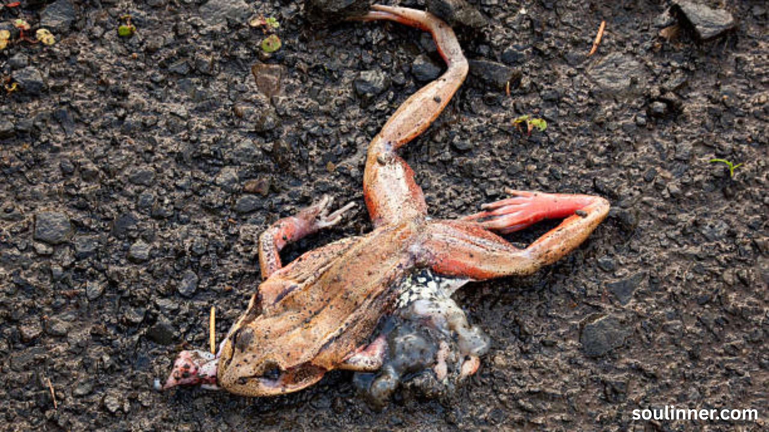 spiritual meaning of a dead frog