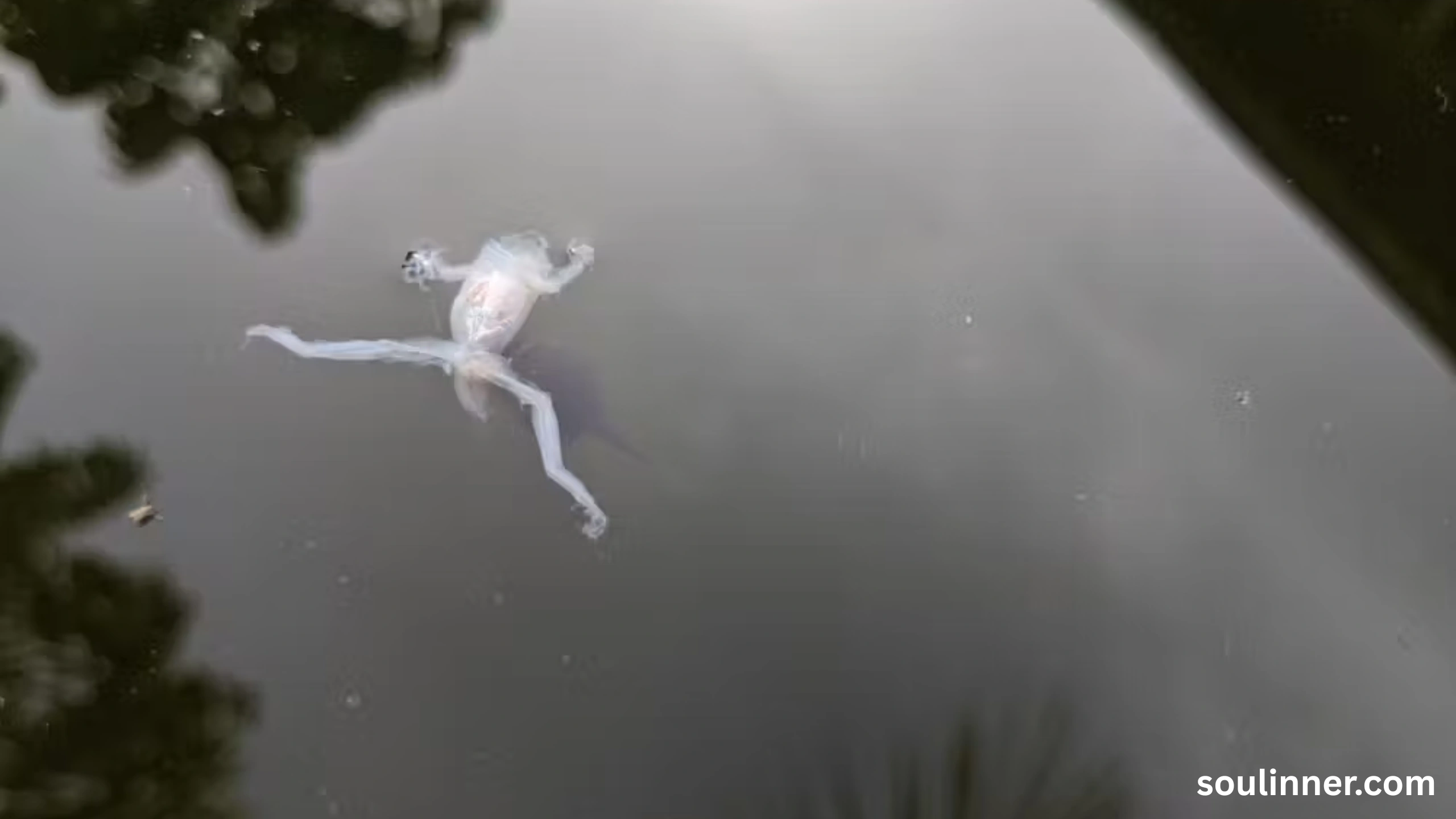 spiritual meaning of a dead frog
