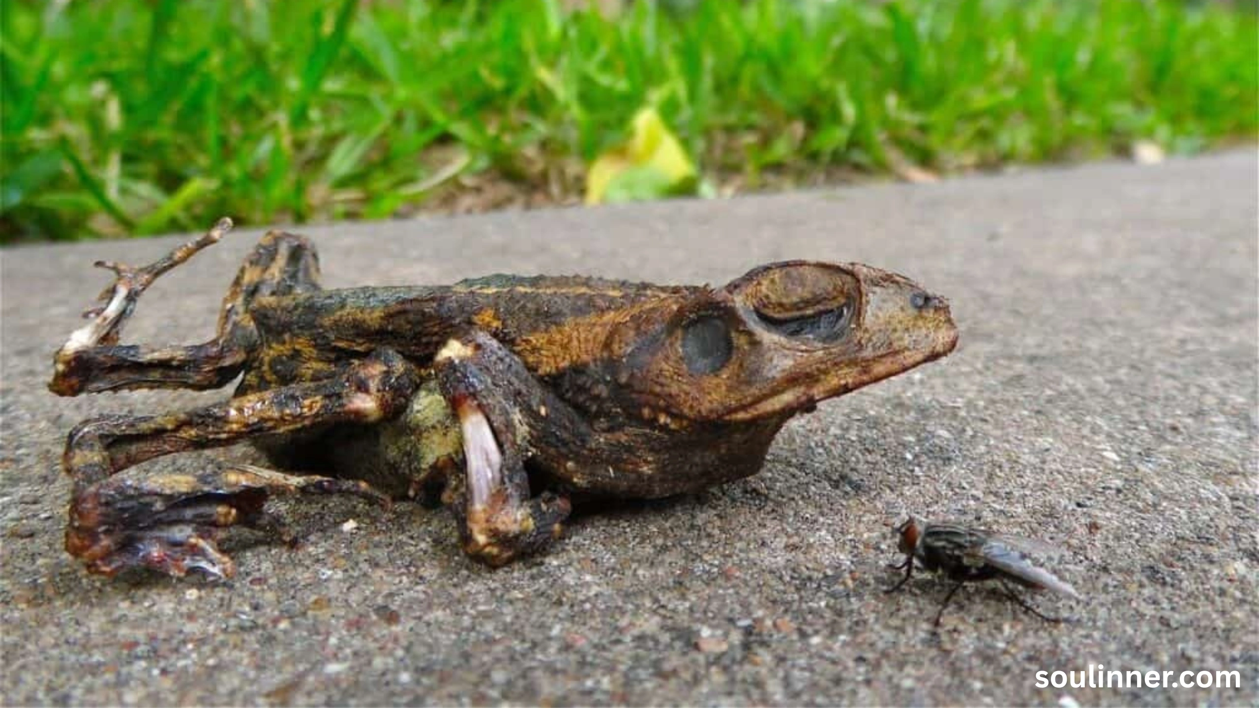 spiritual meaning of a dead frog
