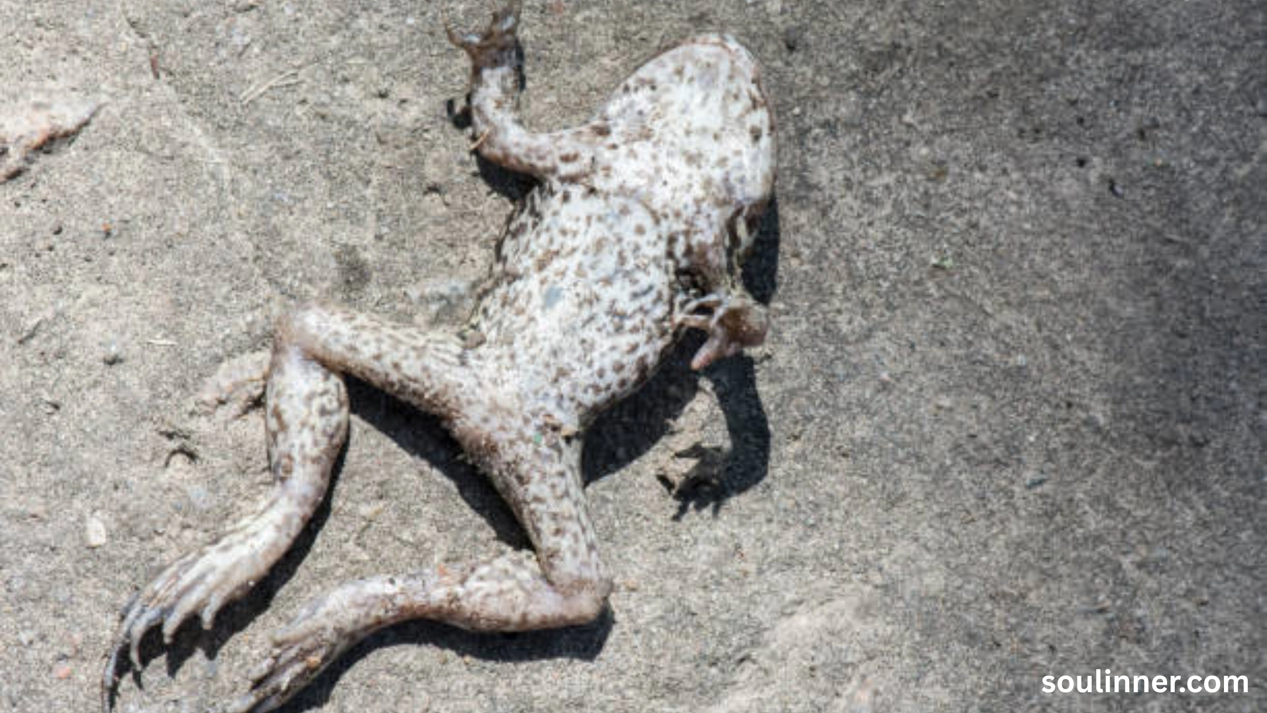 spiritual meaning of a dead frog