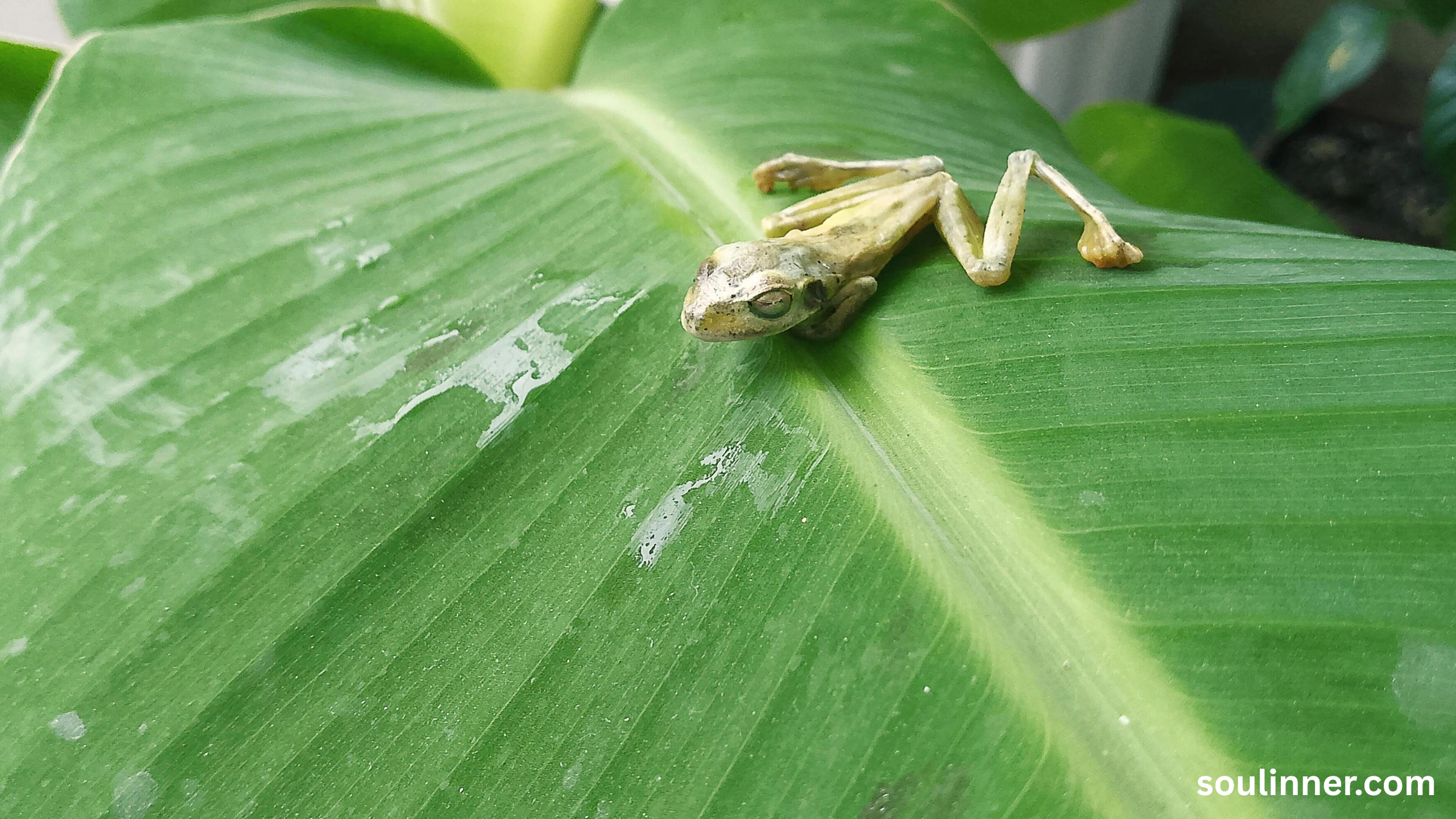 spiritual meaning of a dead frog