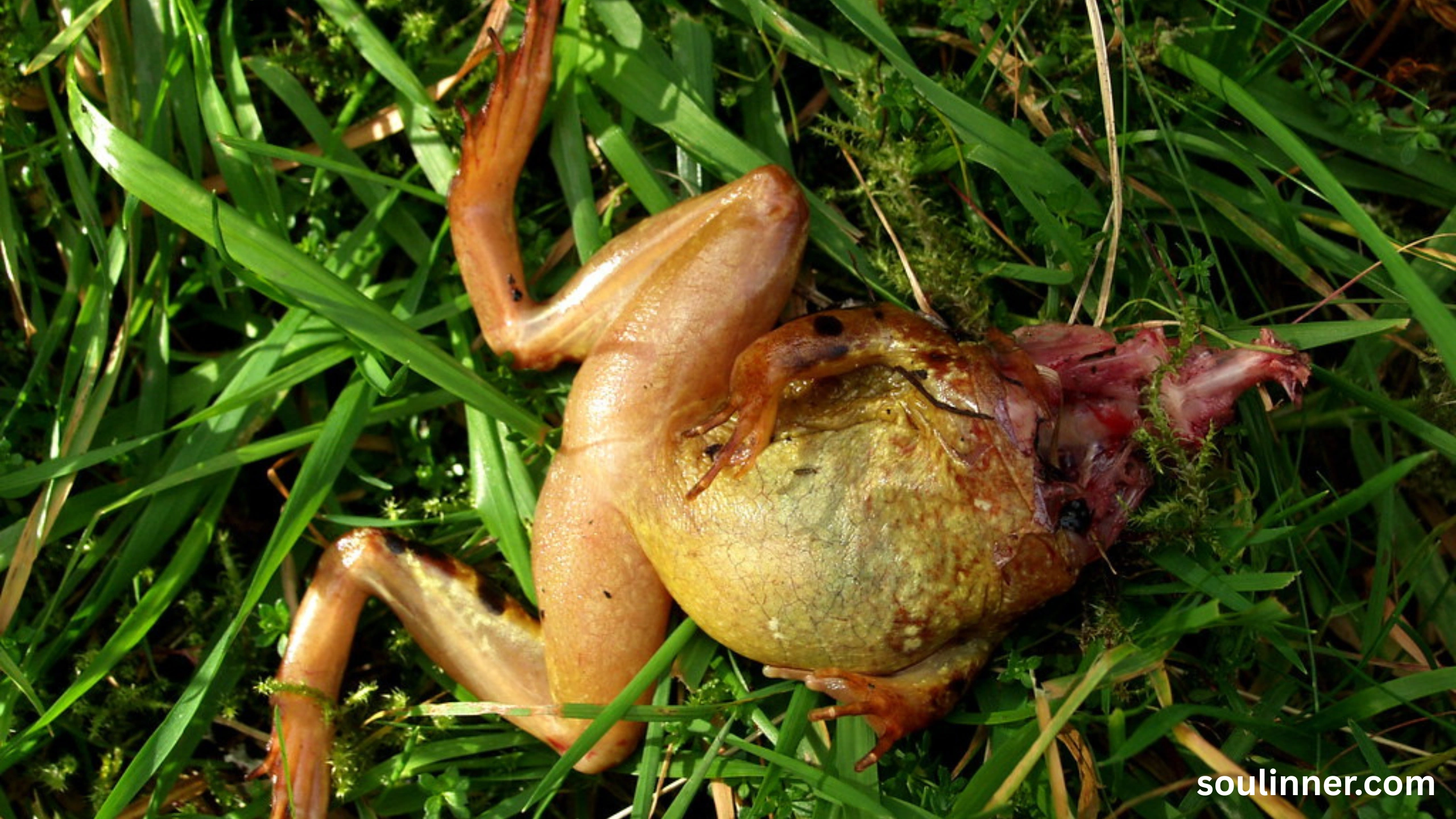 spiritual meaning of a dead frog