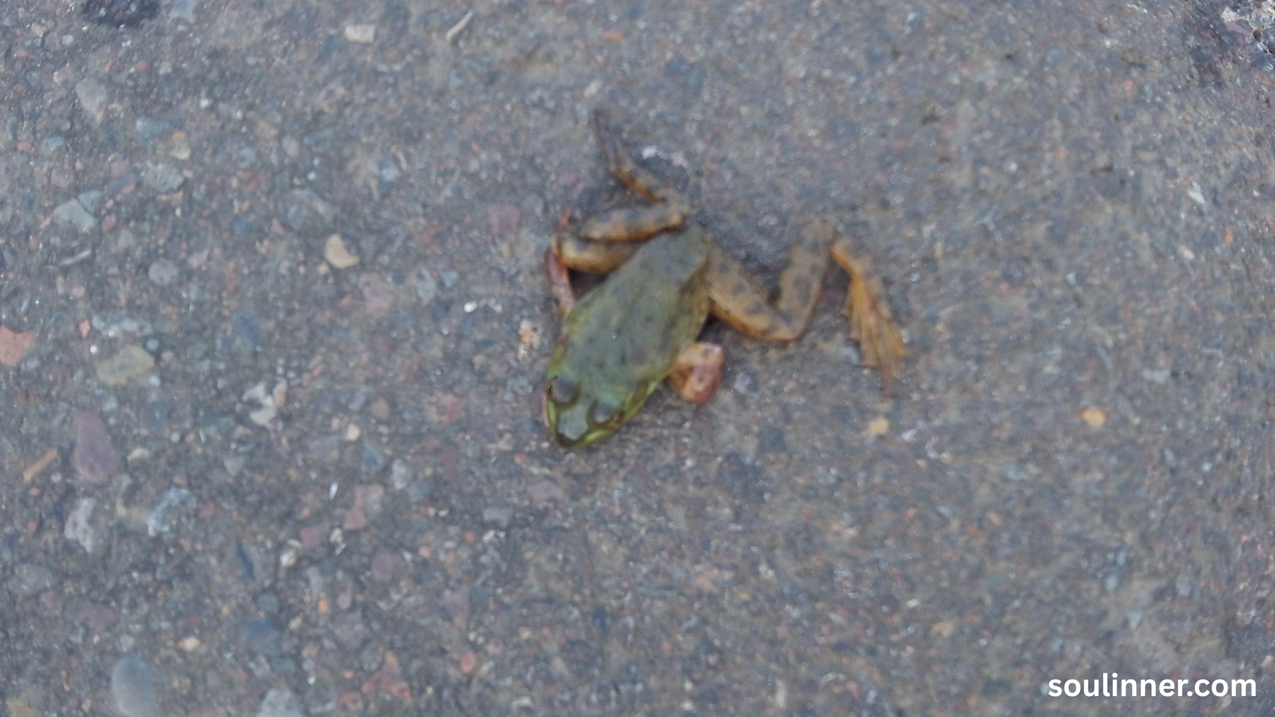 spiritual meaning of a dead frog