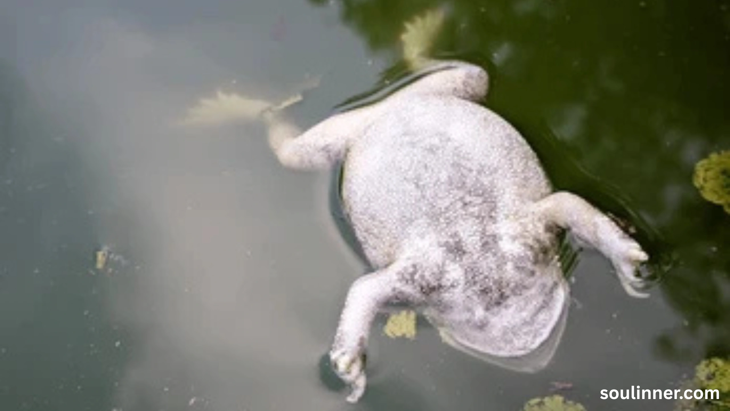 spiritual meaning of a dead frog