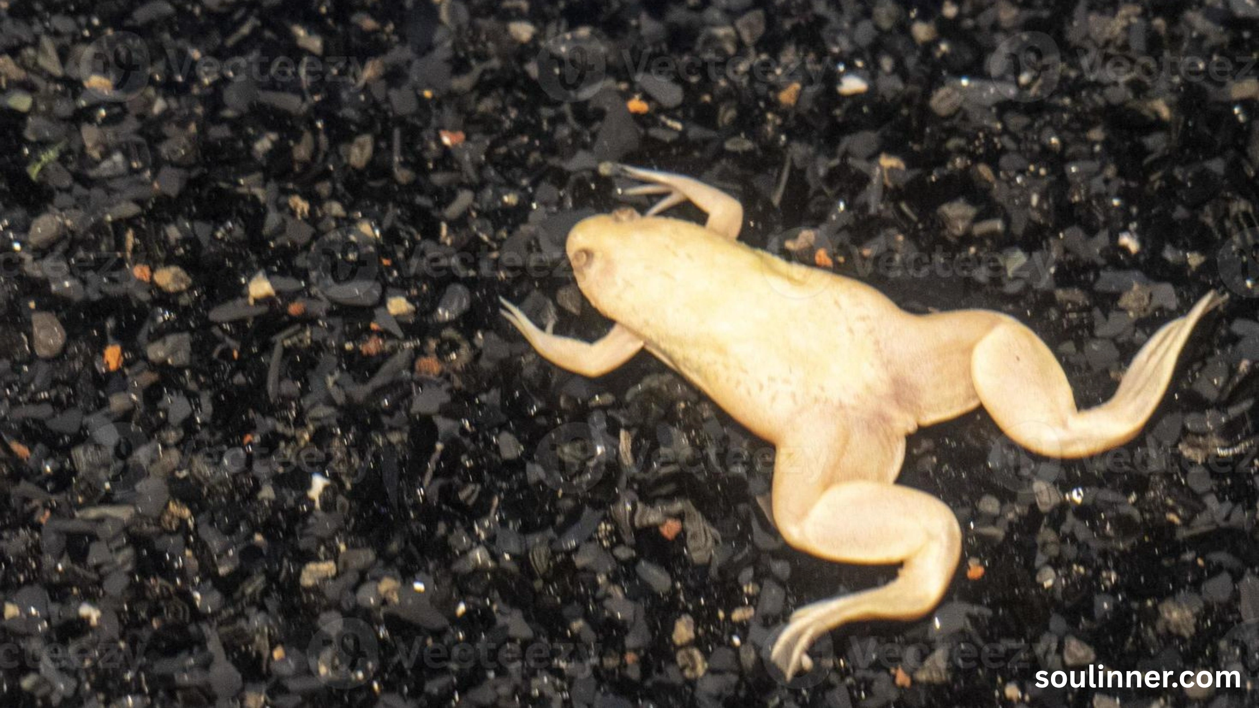 spiritual meaning of a dead frog