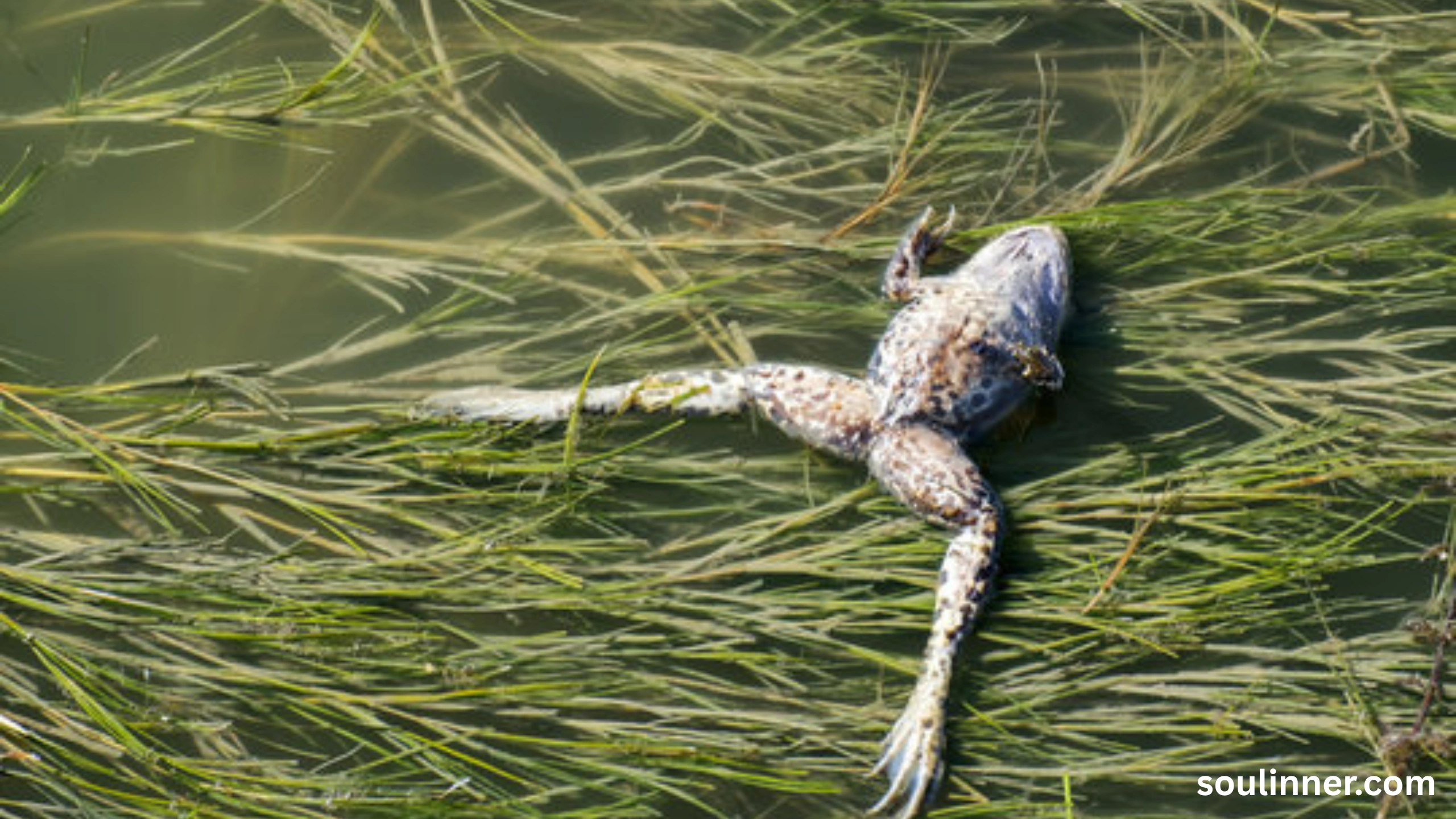 spiritual meaning of a dead frog