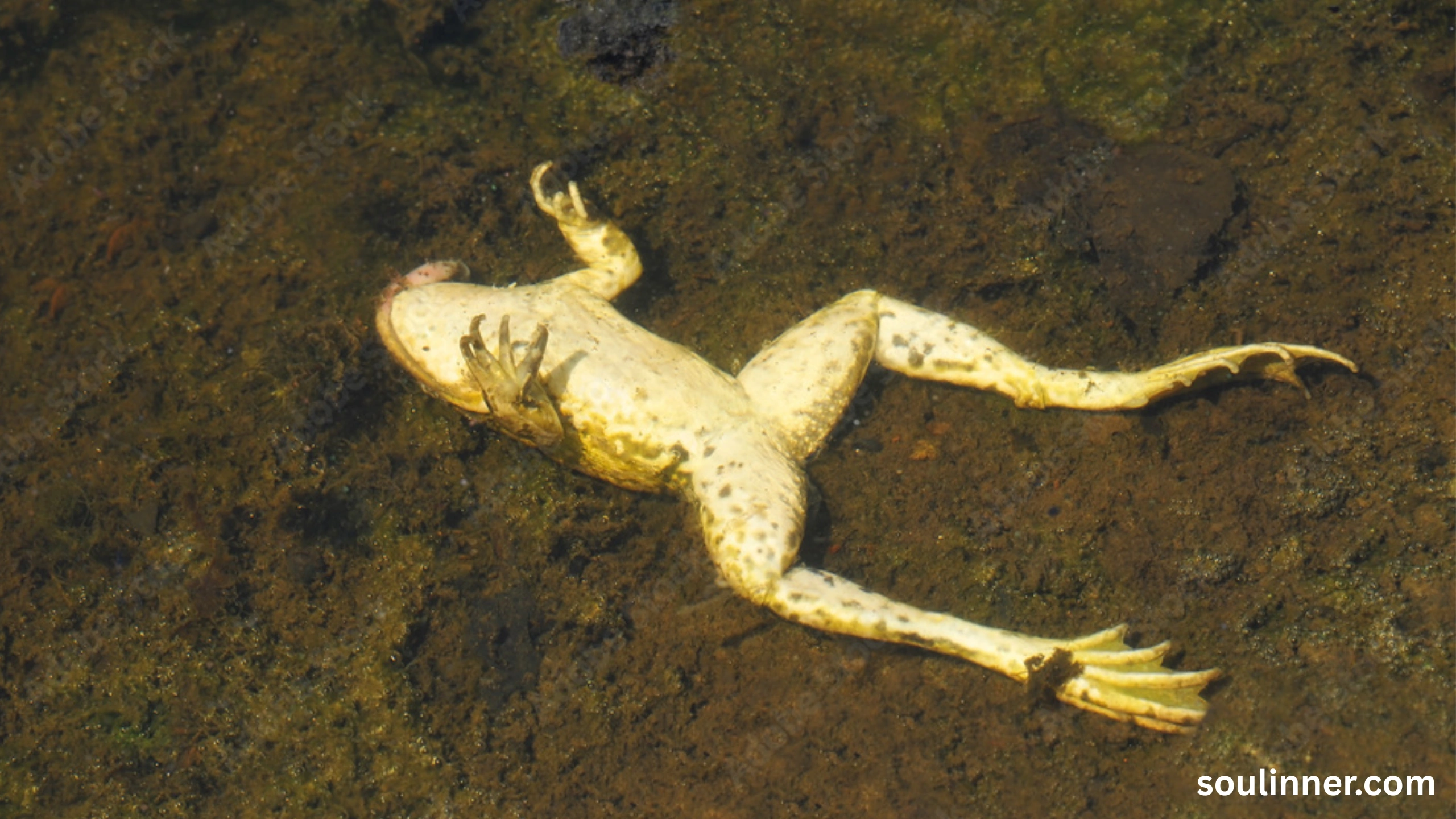 spiritual meaning of a dead frog