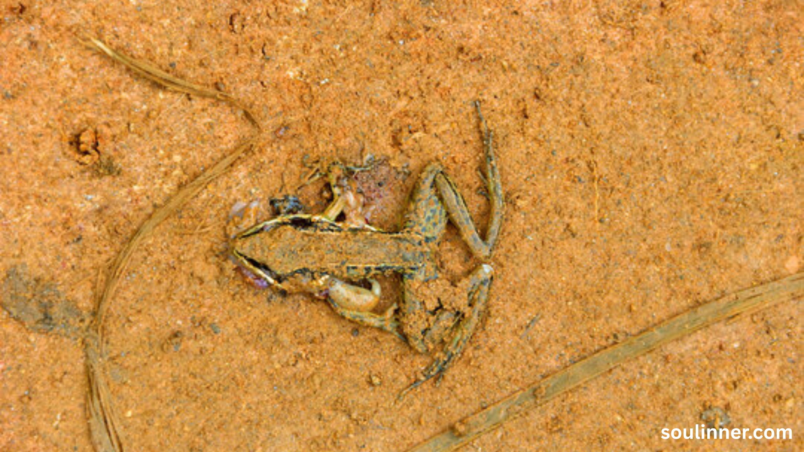 spiritual meaning of a dead frog