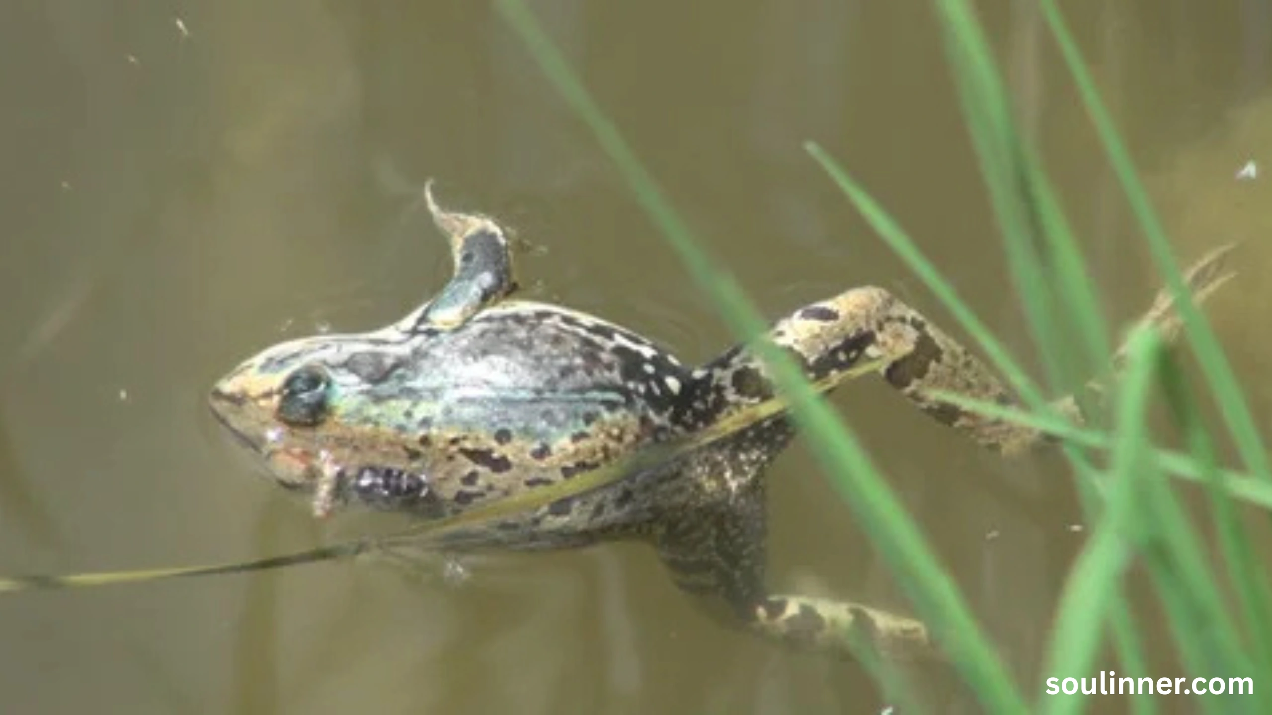 spiritual meaning of a dead frog