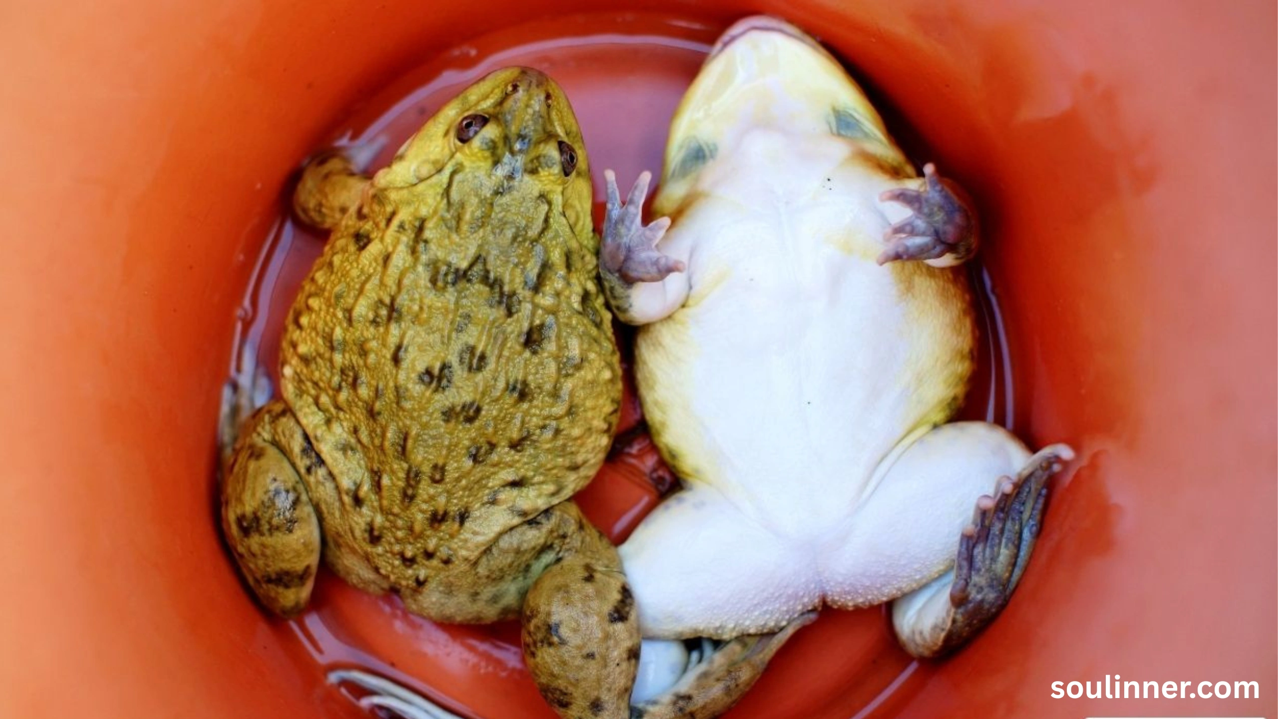 spiritual meaning of a dead frog