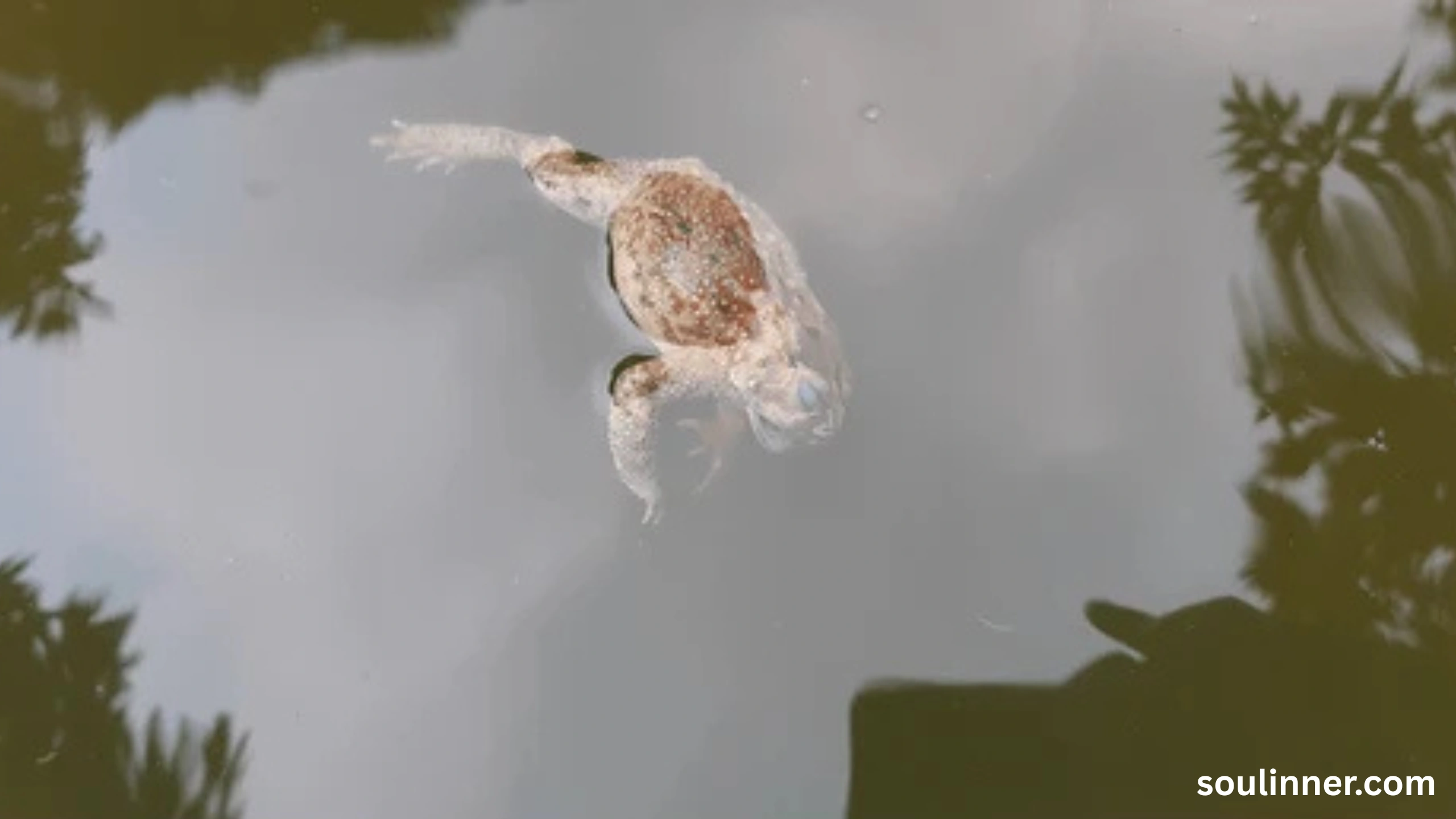 spiritual meaning of a dead frog