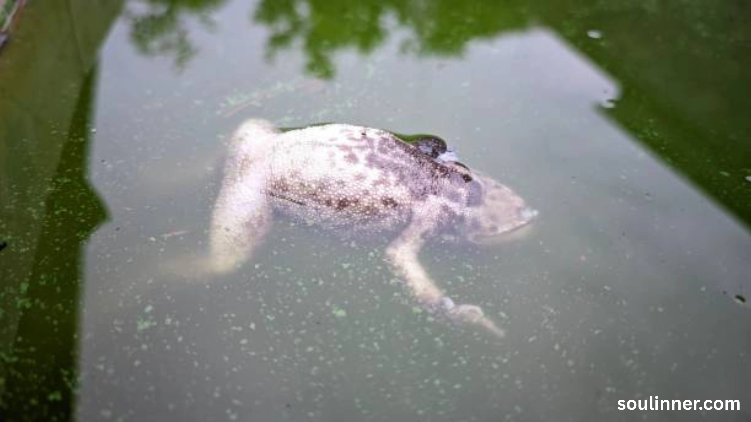 spiritual meaning of a dead frog