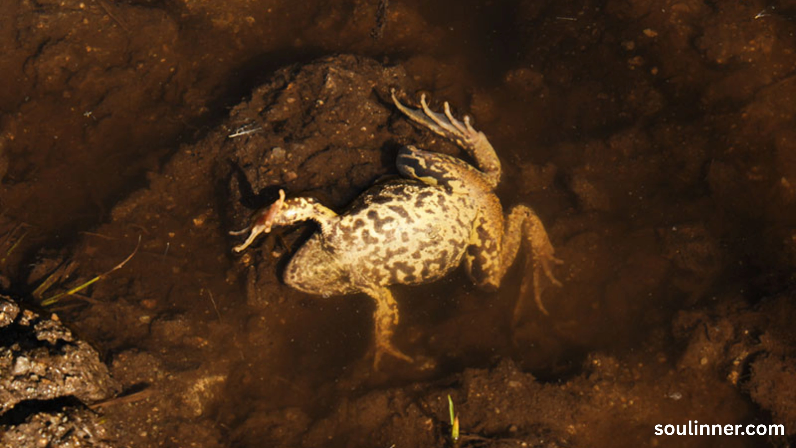 spiritual meaning of a dead frog