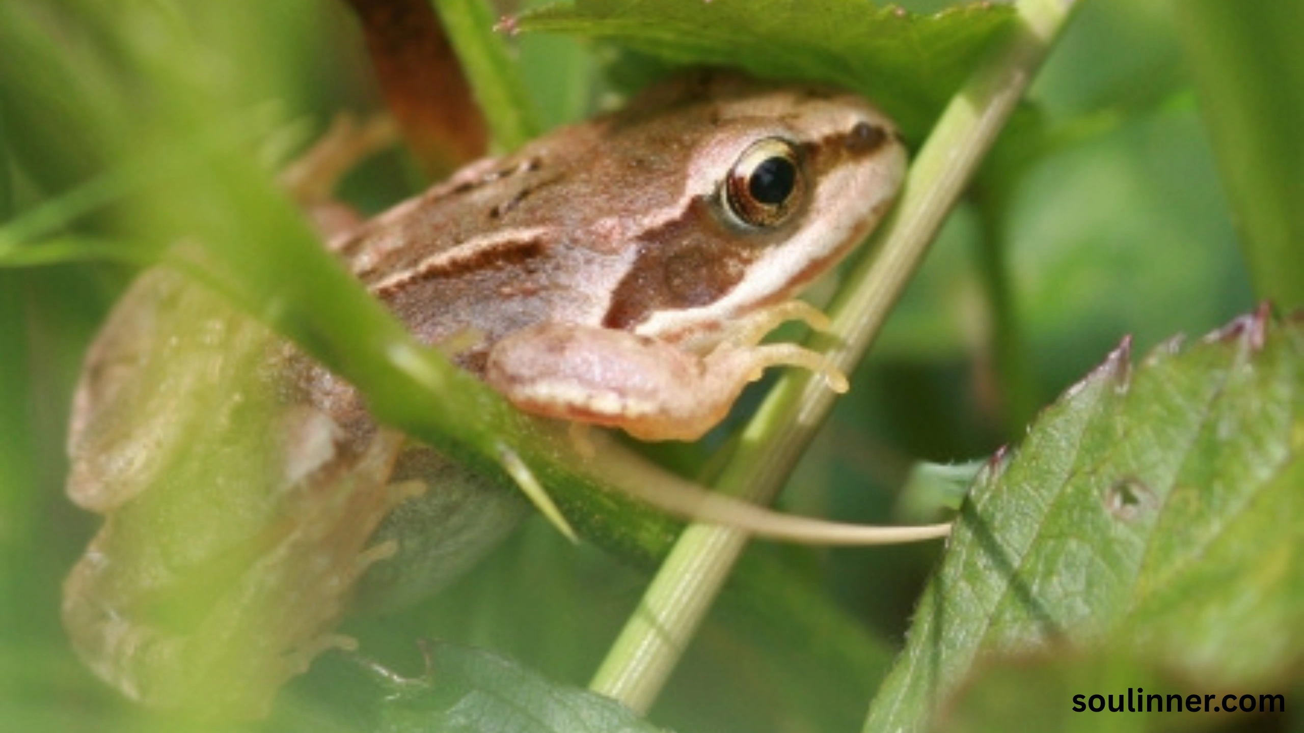 spiritual meaning of a dead frog