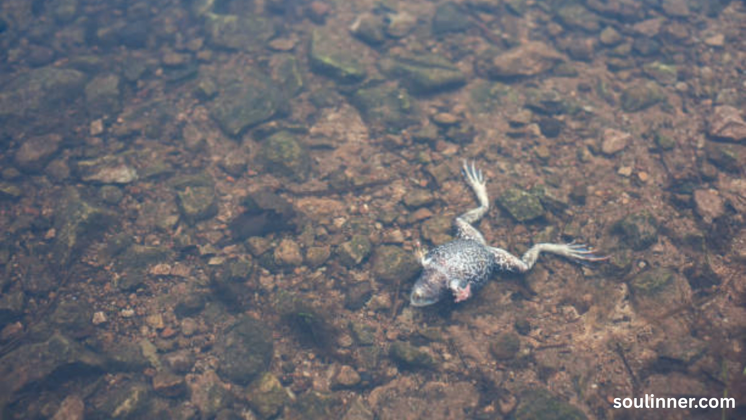 spiritual meaning of a dead frog