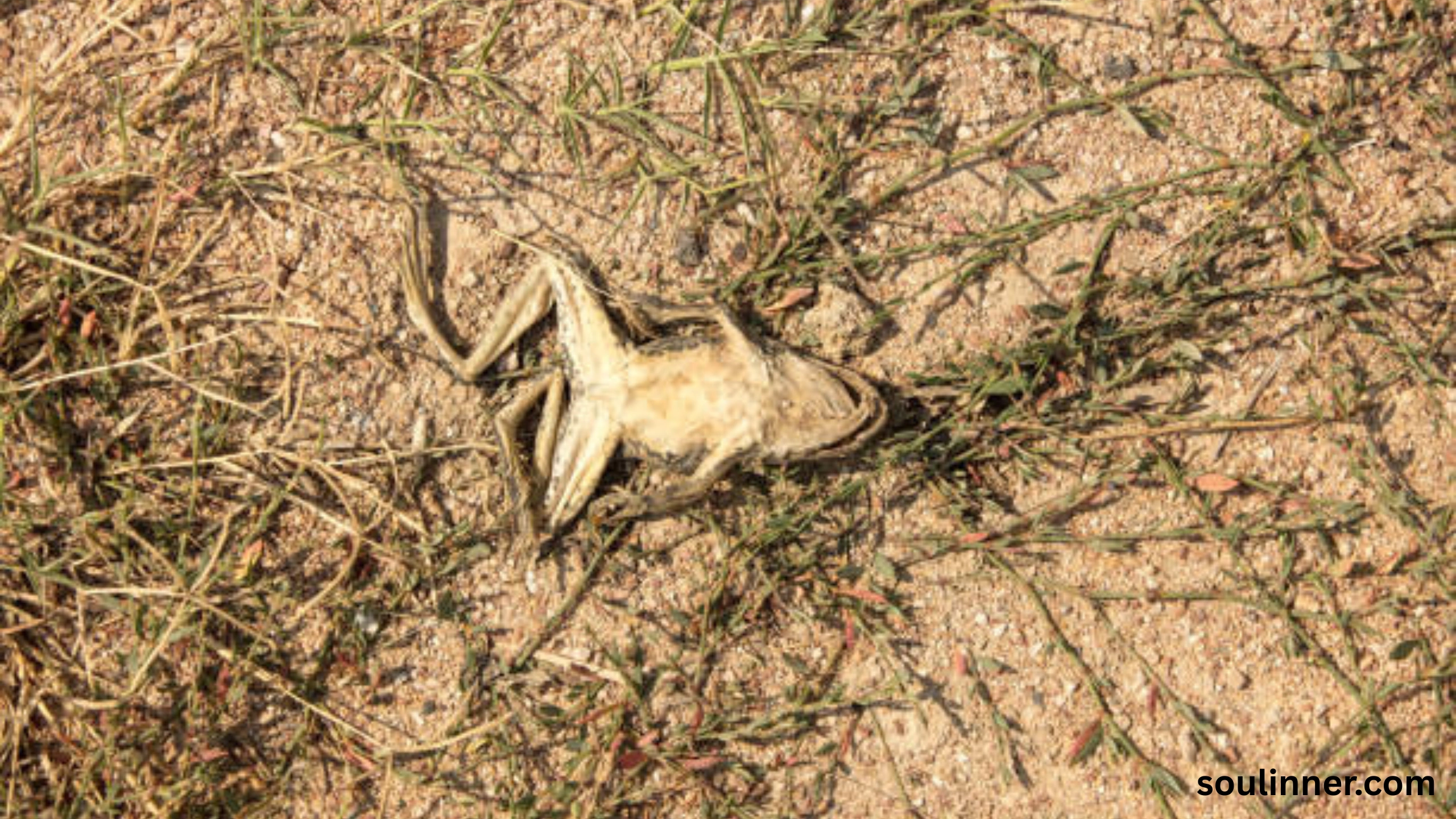 spiritual meaning of a dead frog