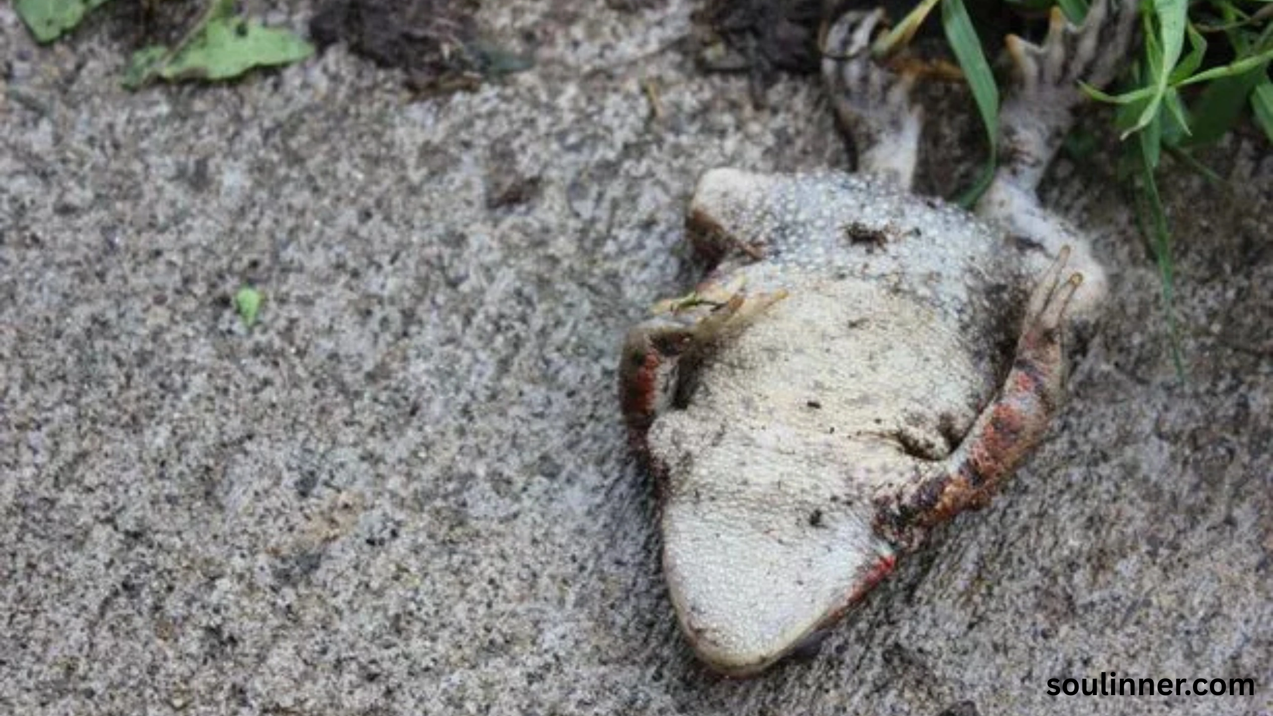 spiritual meaning of a dead frog