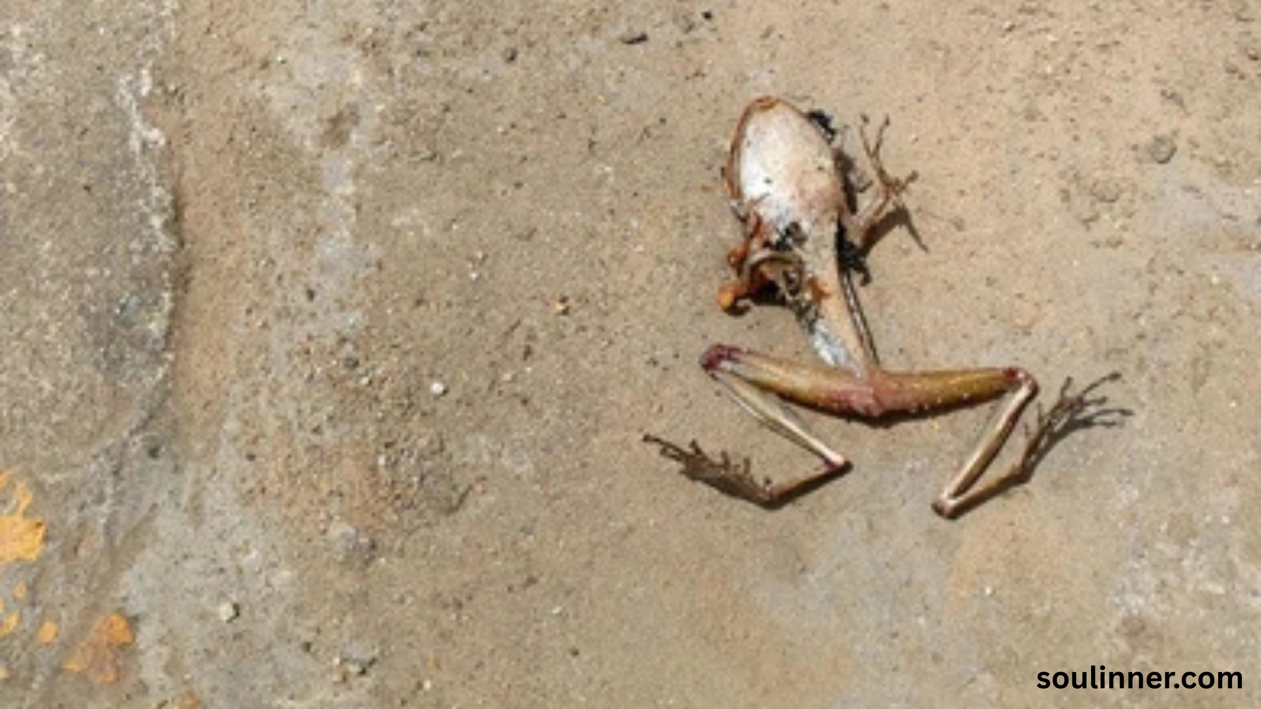 spiritual meaning of a dead frog