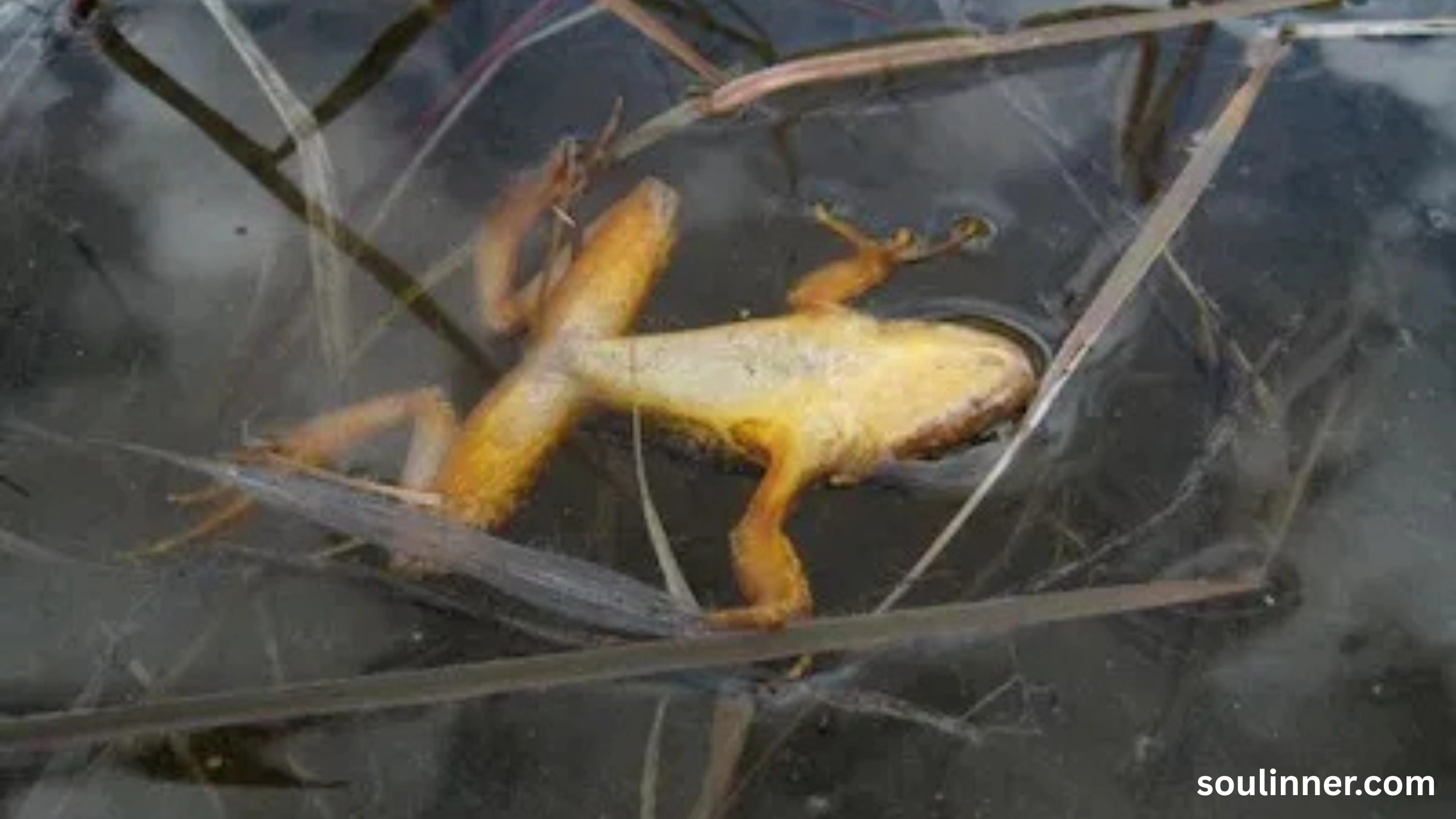 spiritual meaning of a dead frog