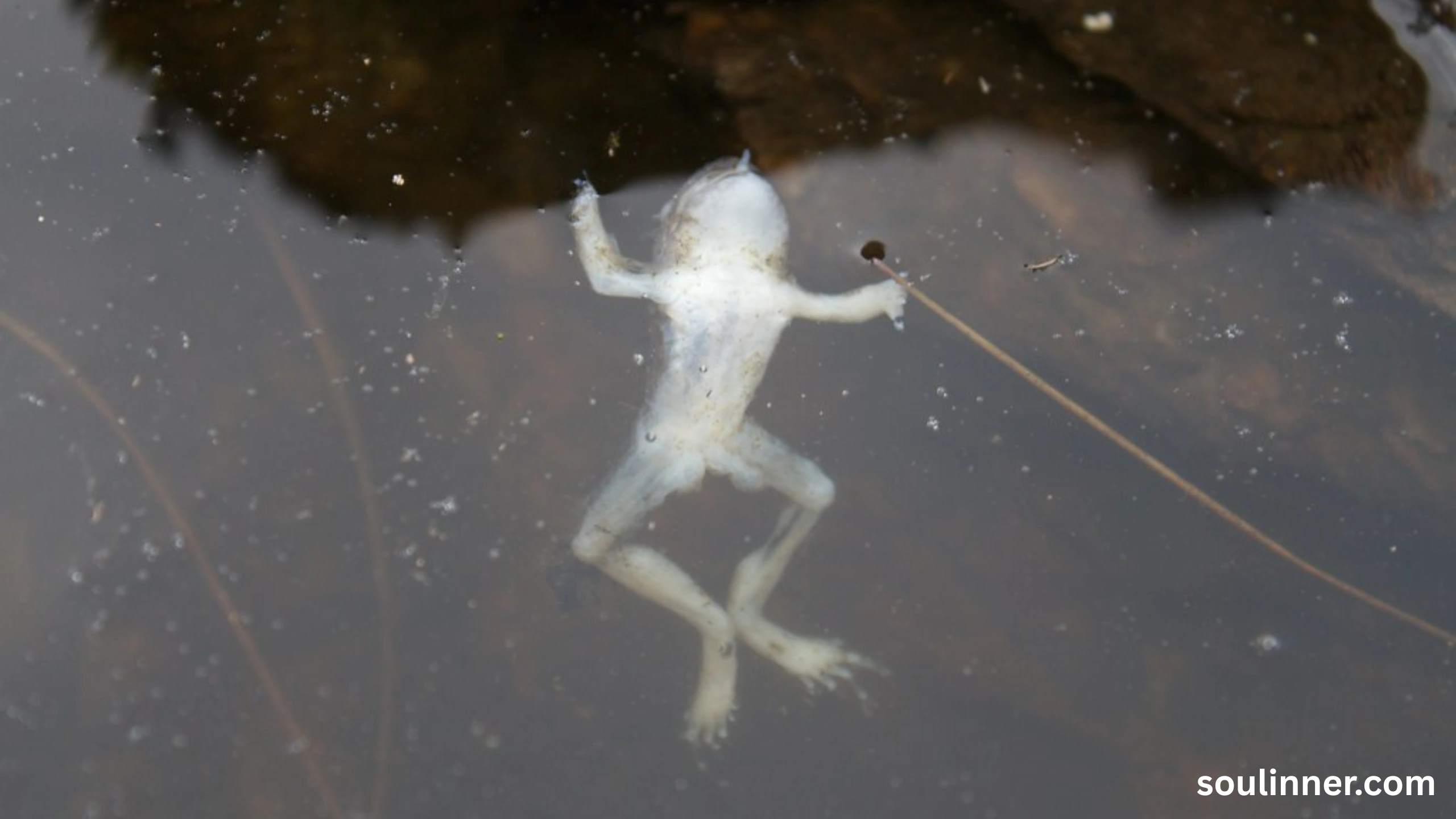 spiritual meaning of a dead frog