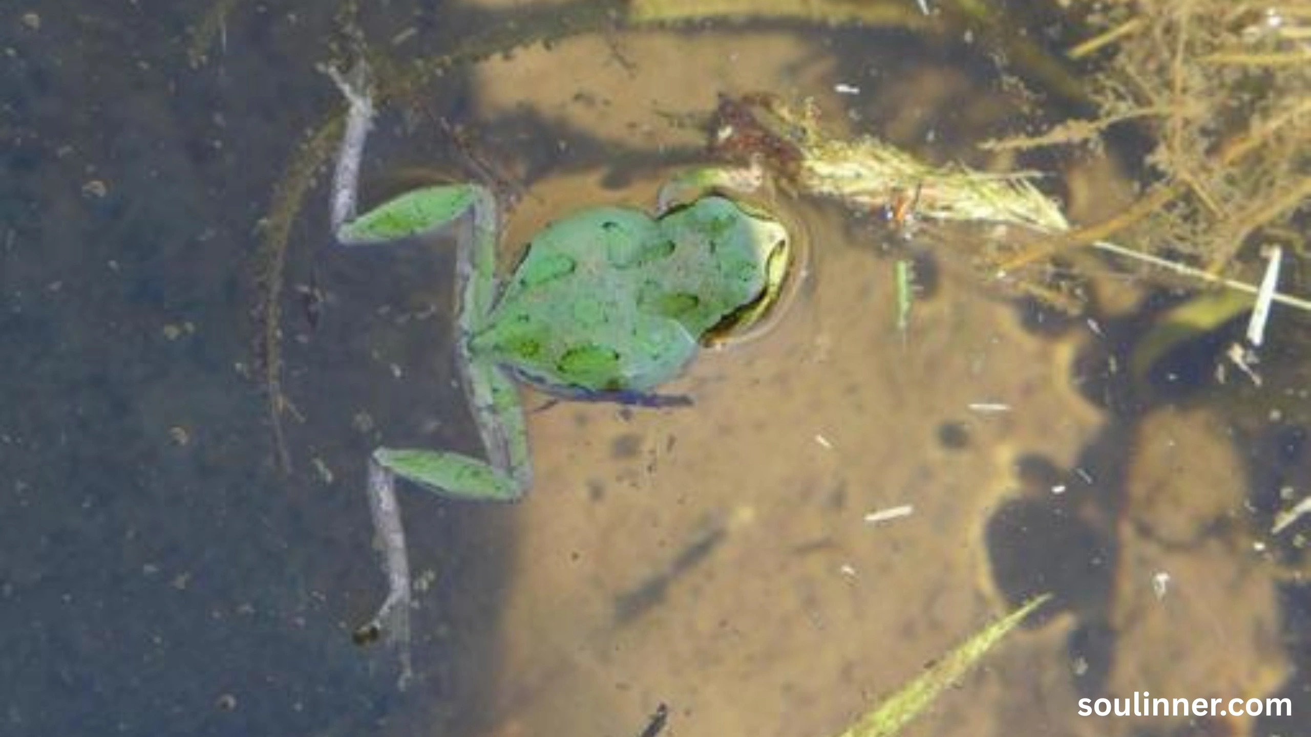 spiritual meaning of a dead frog