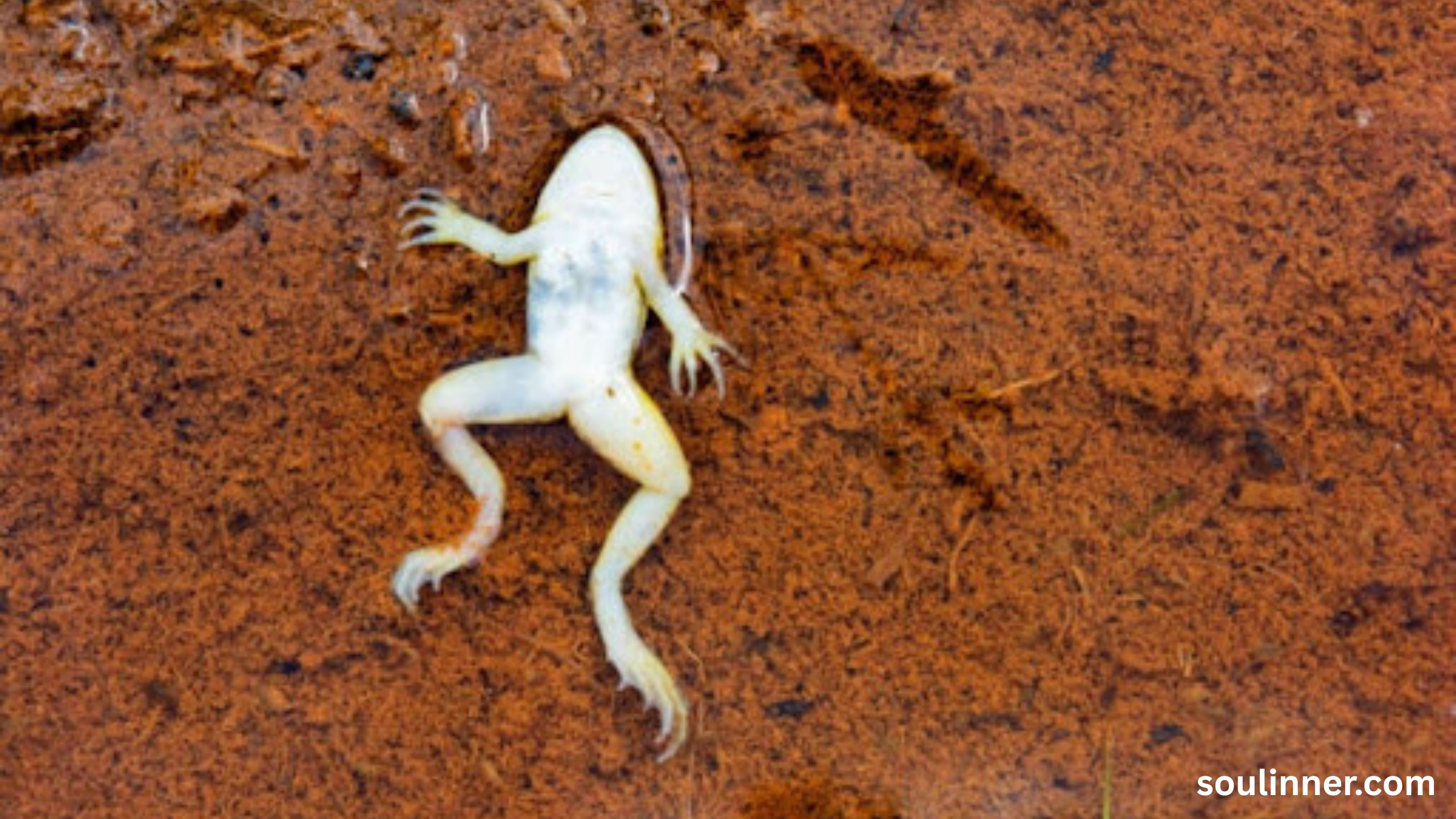 spiritual meaning of a dead frog