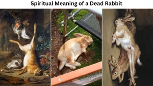 spiritual meaning of a dead rabbit