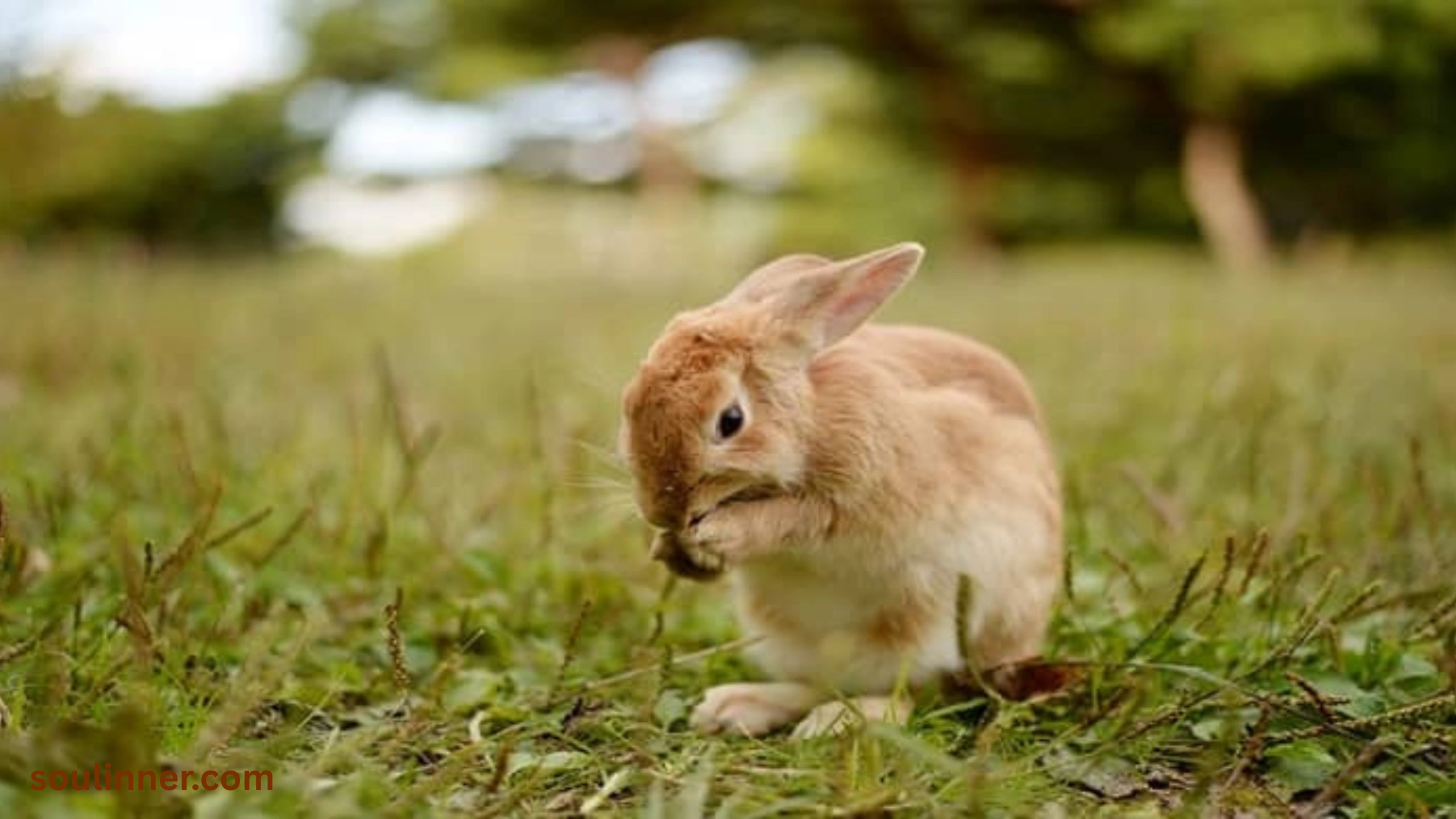 spiritual meaning of a dead rabbit