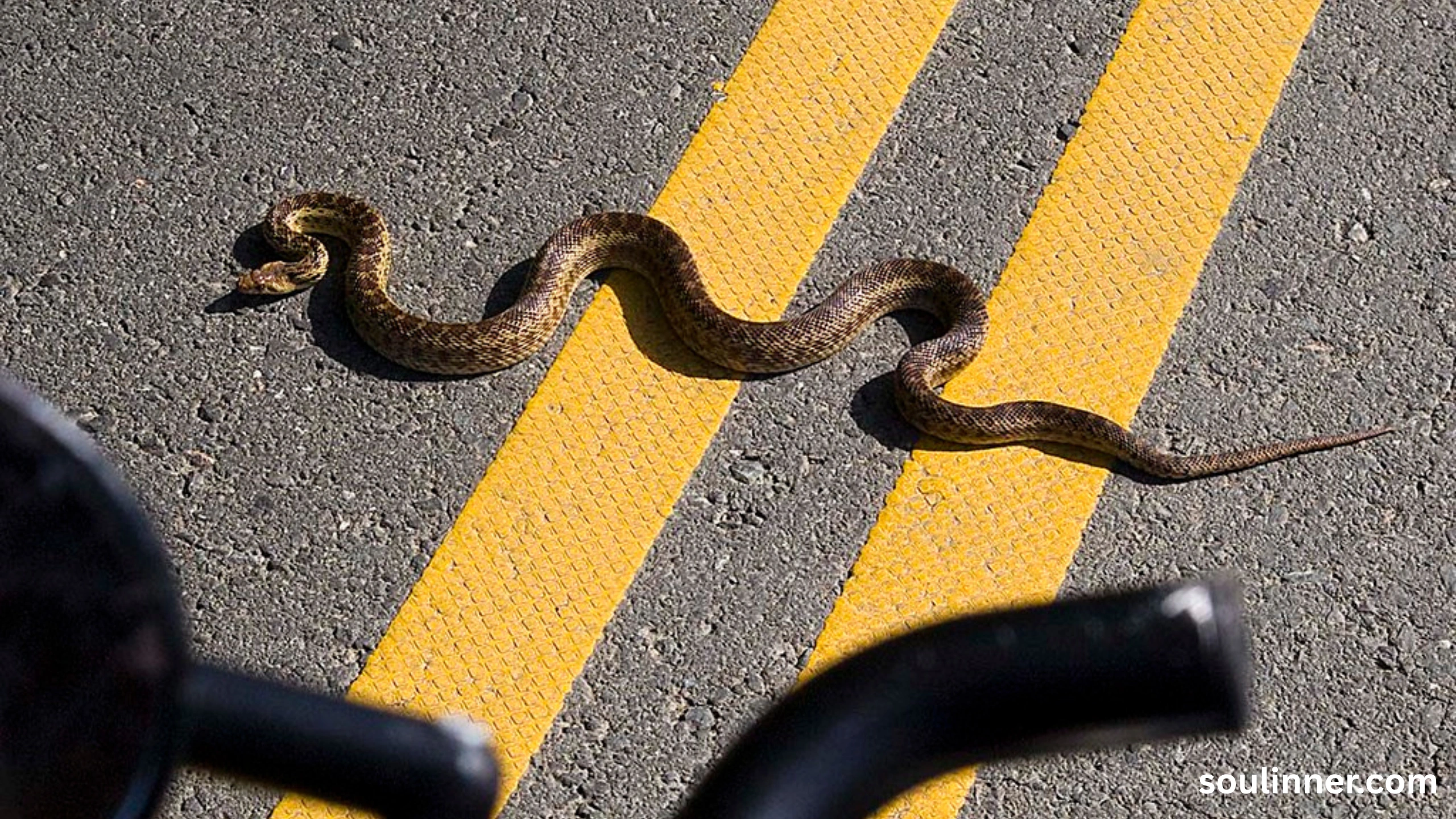 spiritual meaning of a snake crossing your path