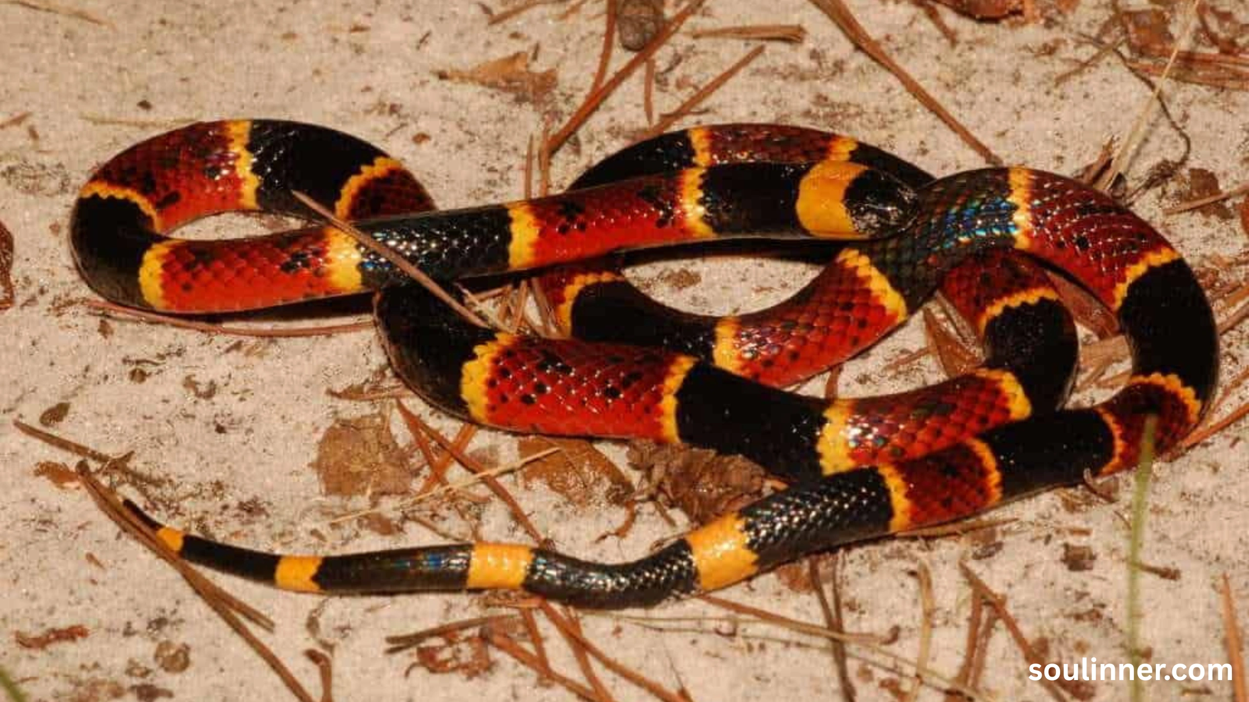 spiritual meaning of a snake crossing your path