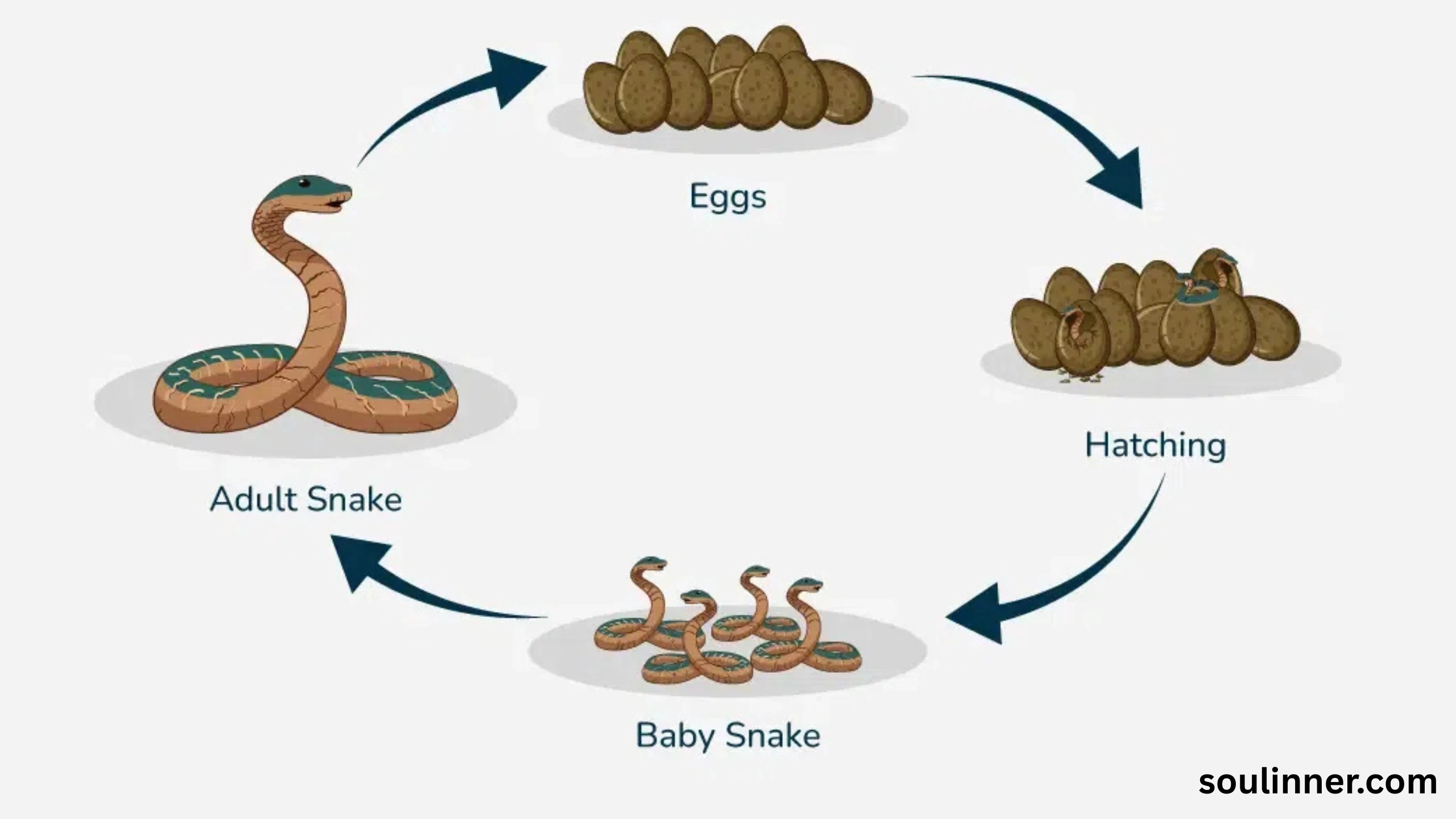 spiritual meaning of a snake crossing your path
