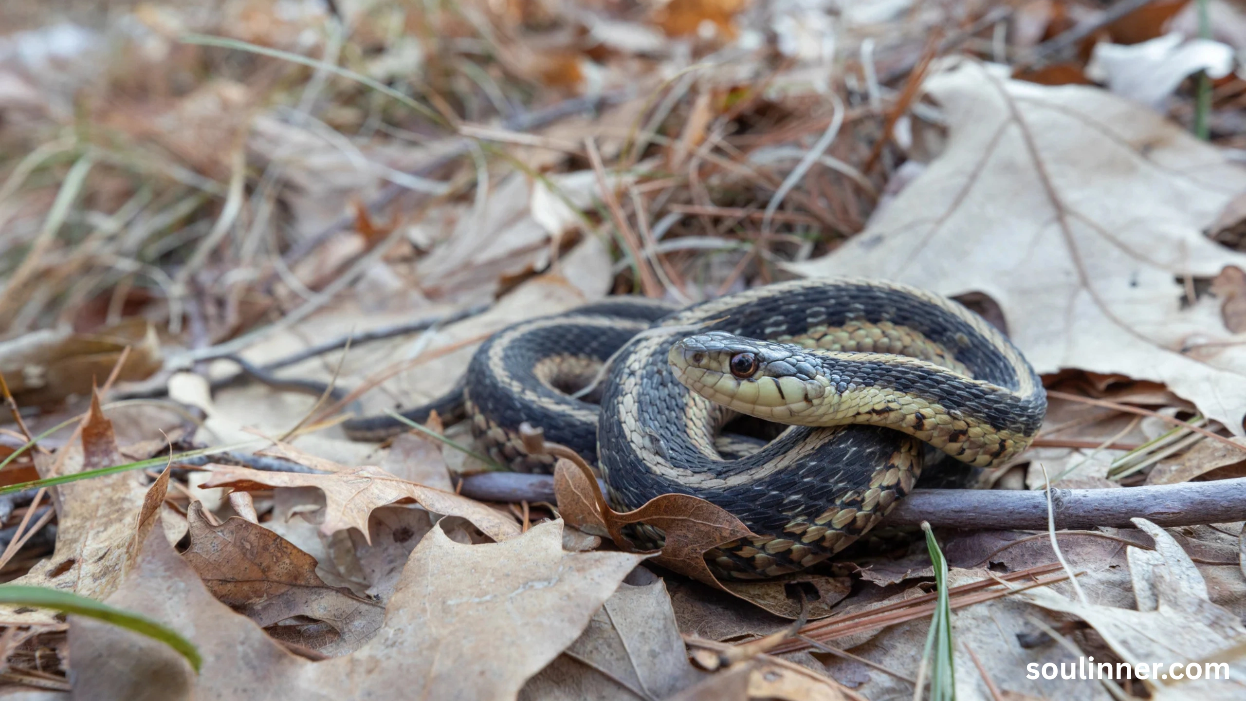 spiritual meaning of a snake crossing your path