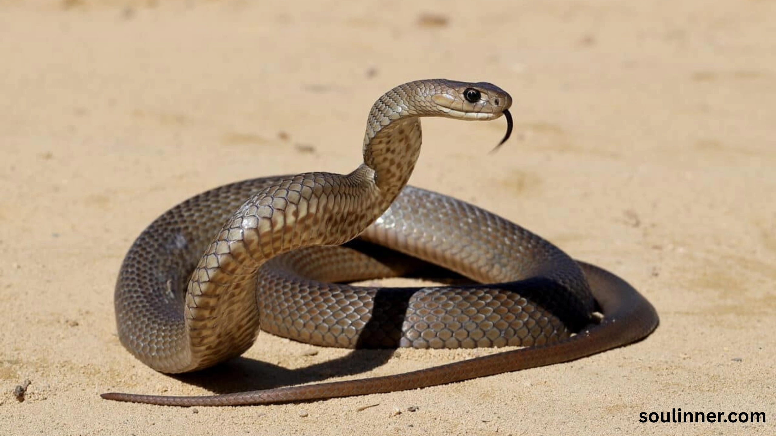 spiritual meaning of a snake crossing your path