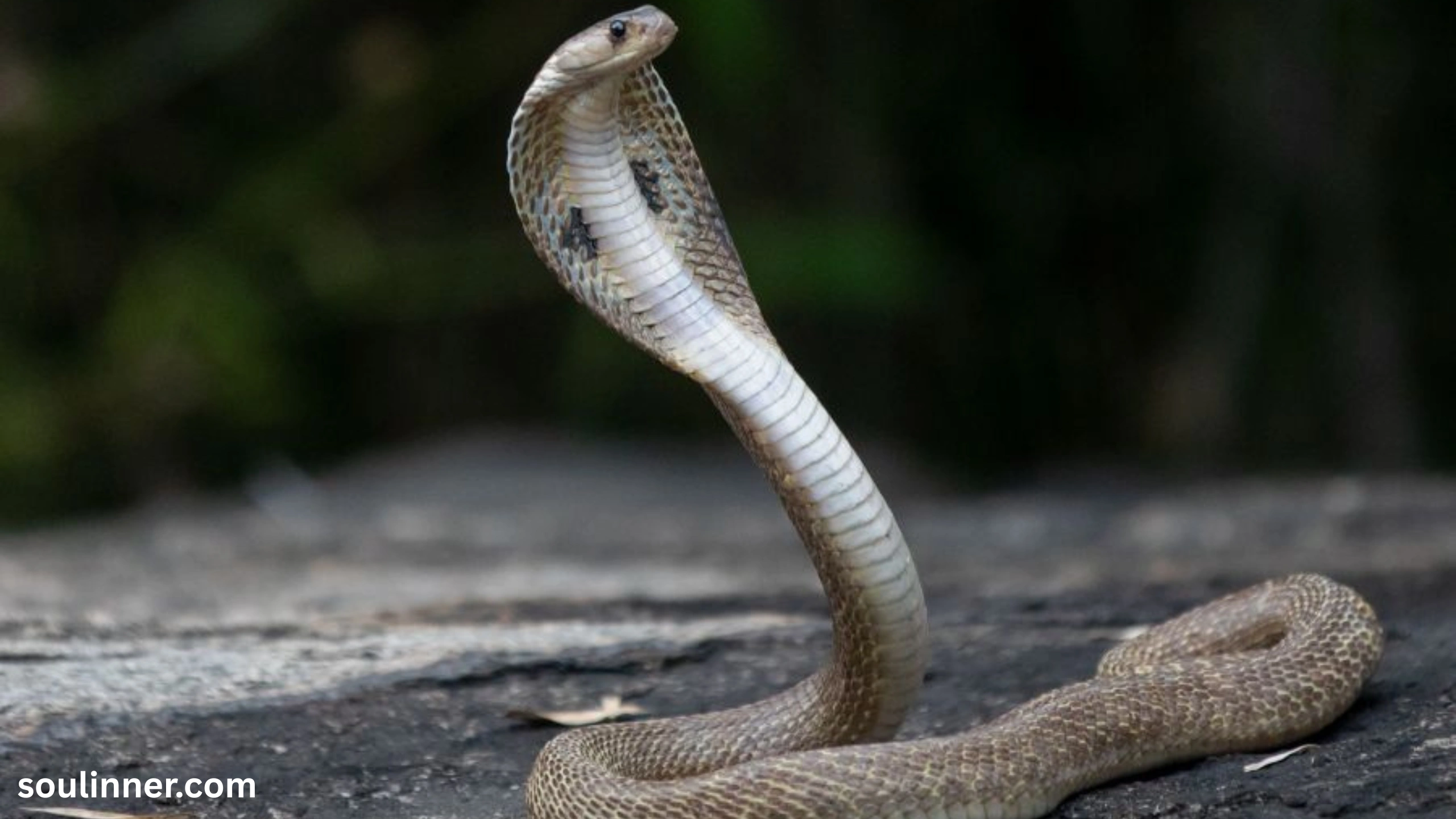 spiritual meaning of a snake crossing your path