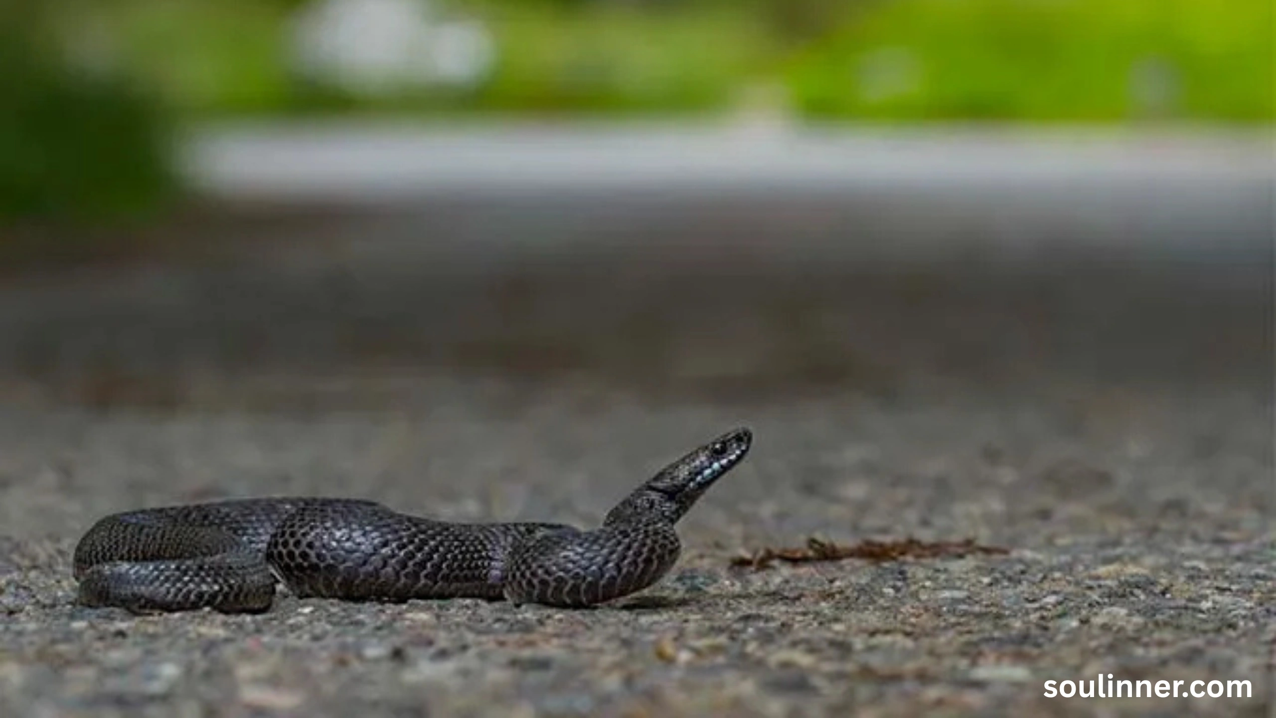 spiritual meaning of a snake crossing your path