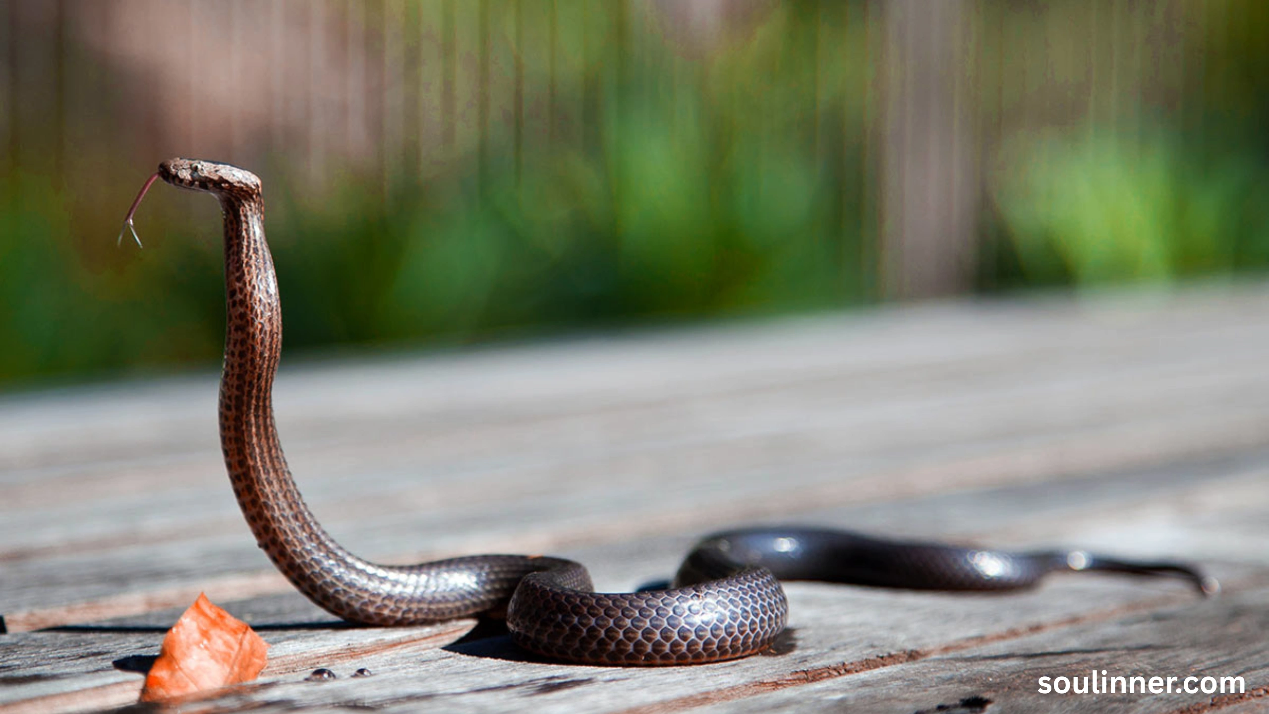 spiritual meaning of a snake crossing your path
