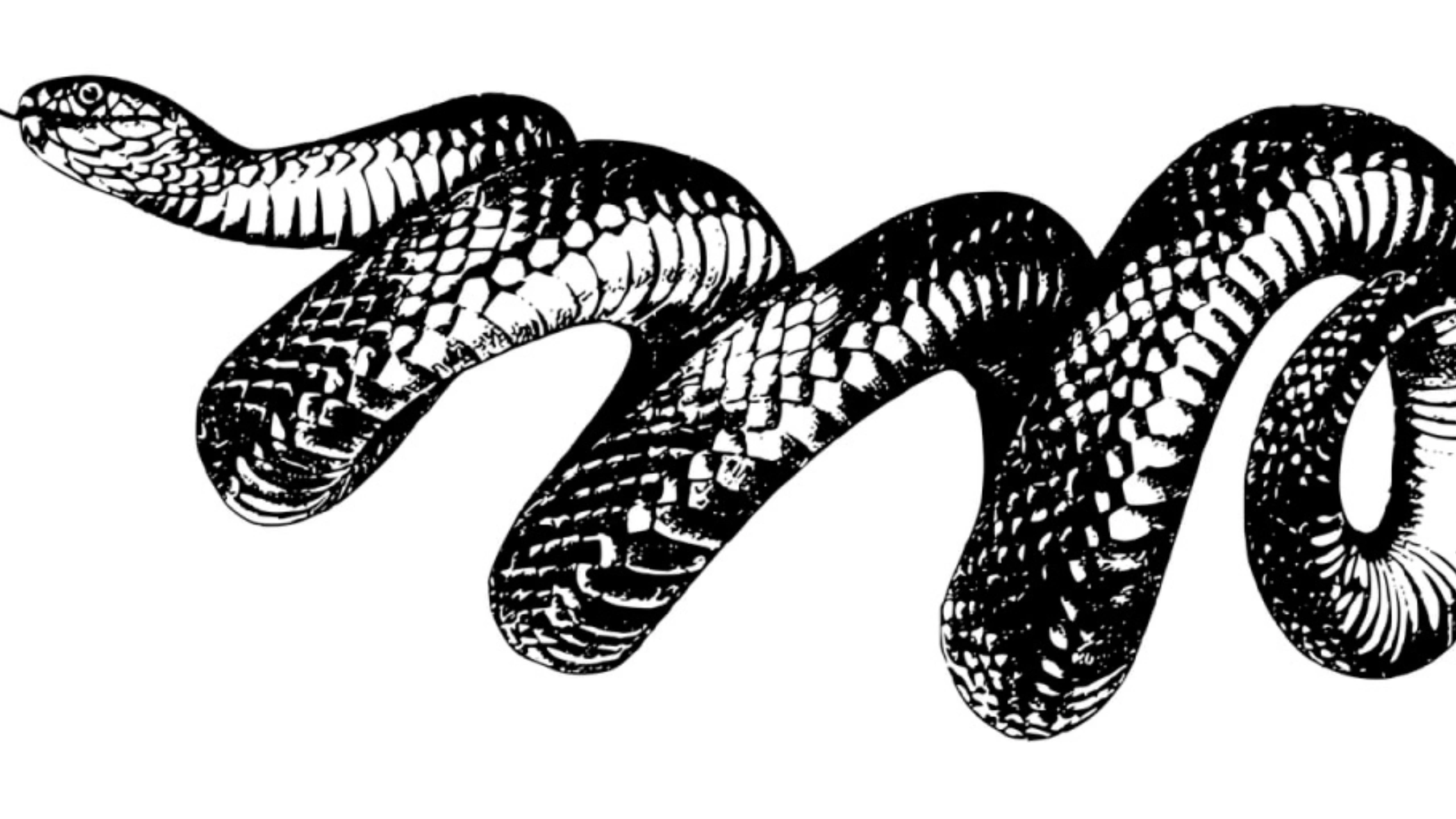 spiritual meaning of a snake crossing your path